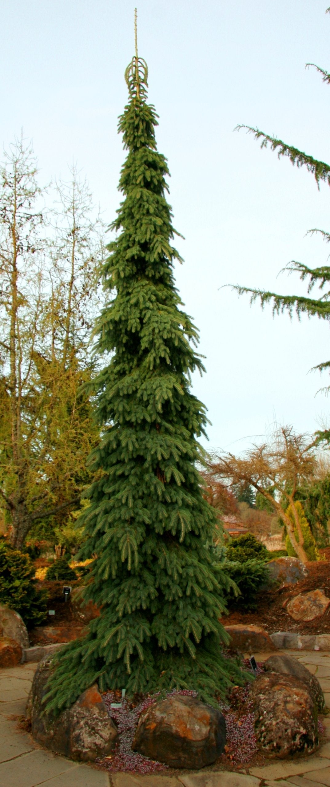 Weeping White Spruce - Picea glauca 'Pendula' 3 - Year Plant