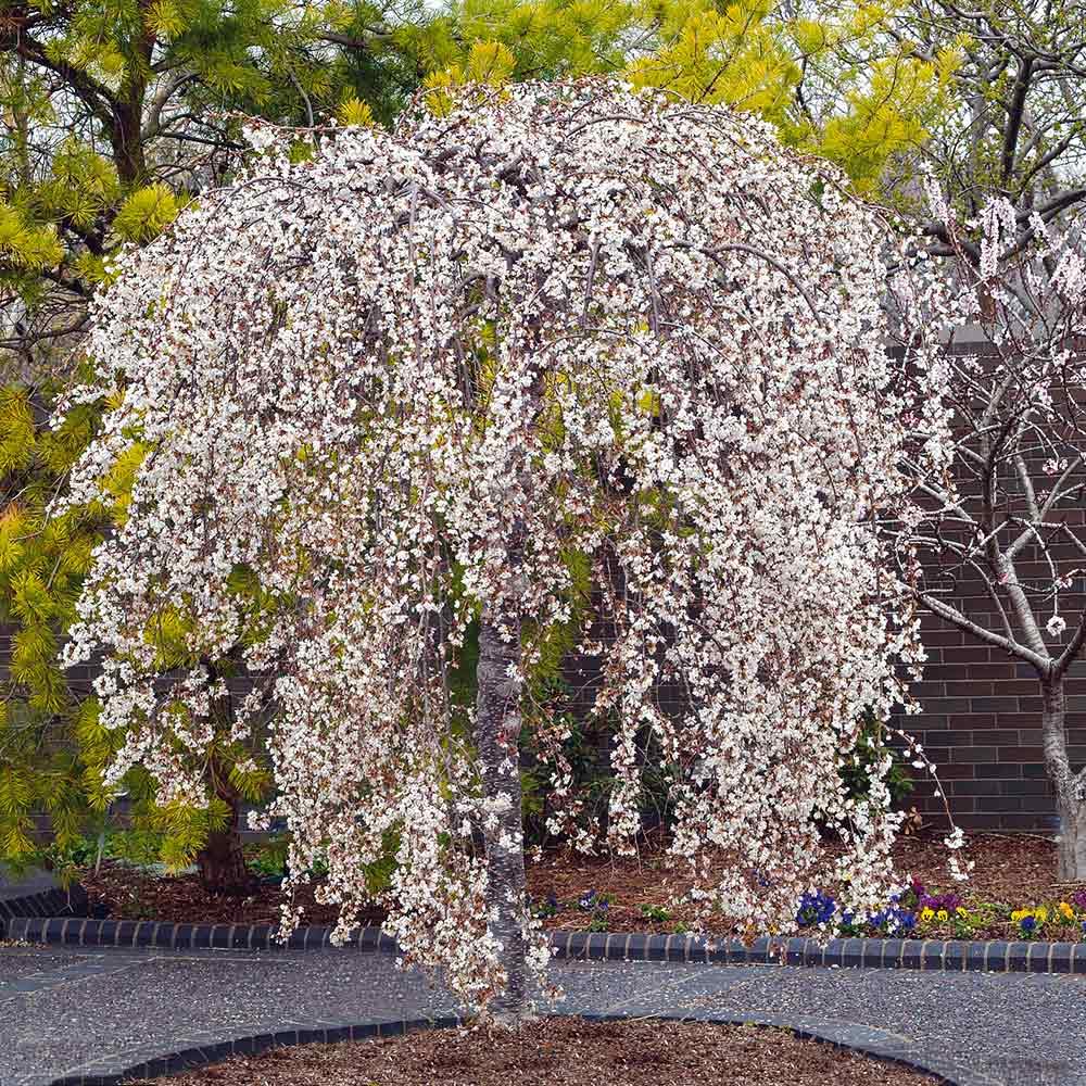Cherry Blossom Tree Live Plant, 8-12" Tall, Ornamental Flowers for Outdoor Planting, in Pot (Weeping Cherry)