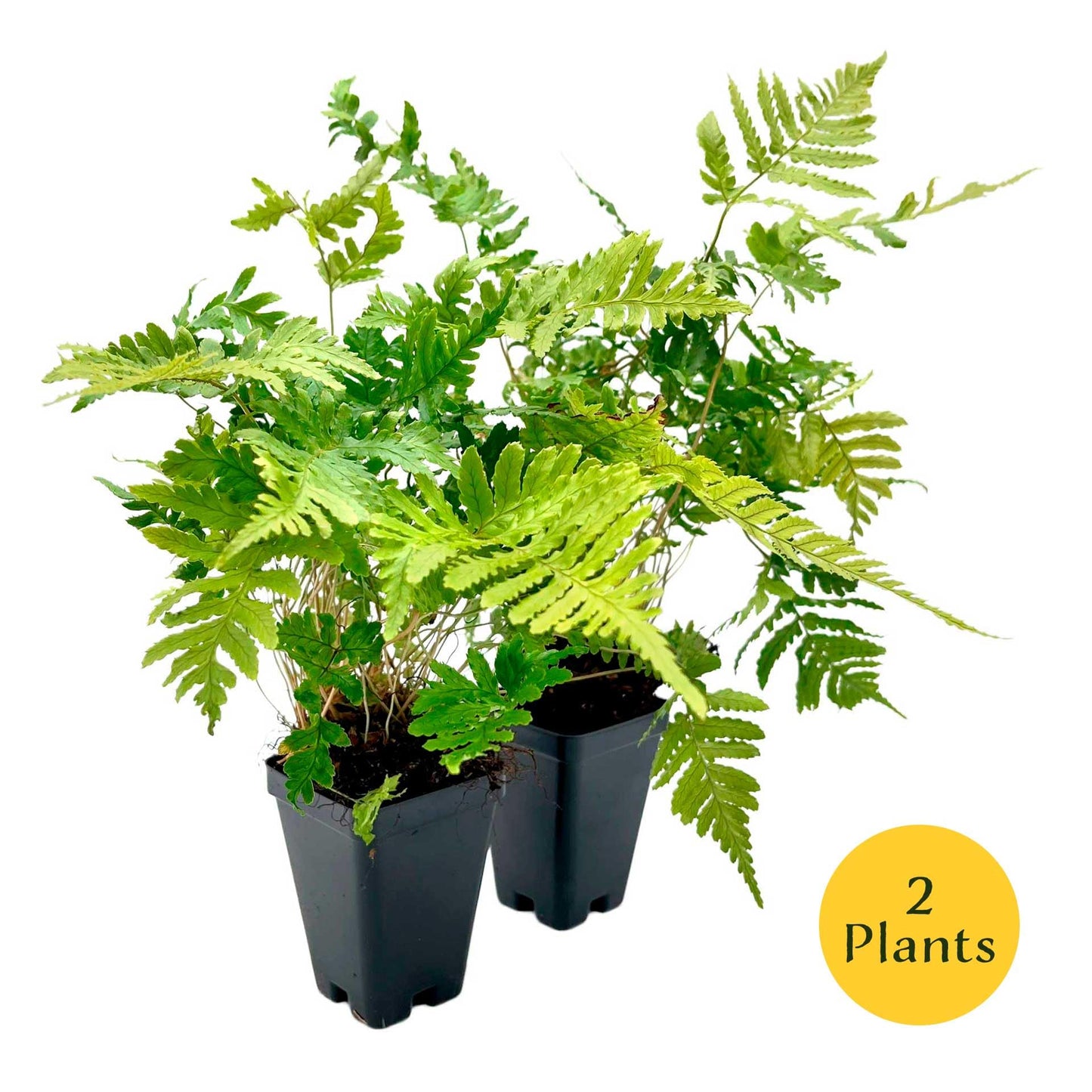 2 Autumn Fern – Evergreen Perennial Shade Fern with Arching Coppery Fronds for Woodland Shade Borders & Containers (Dryopteris erythrosora ‘Autumn’) in 3.5” Cubes, Live Plants