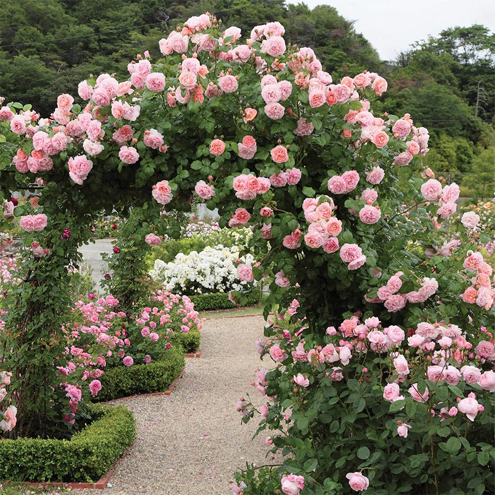 David Austin Rose Bush by Heirloom Roses - Strawberry Hill® Pink Very Fragrant English Climbing Rose Live Plants for Outdoor Garden
