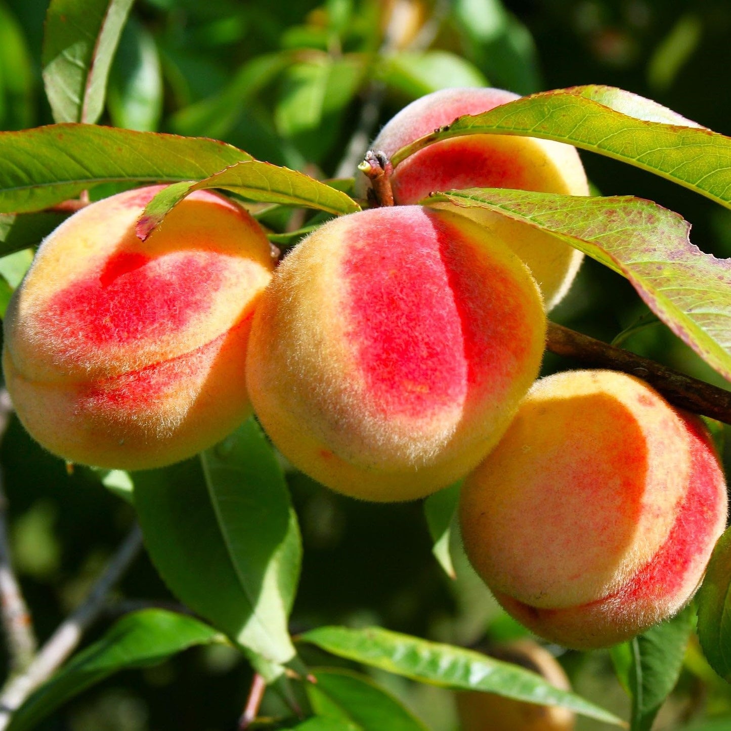 TomorrowSeeds - Nemaguard Peach Tree Seeds - 15+ Count - for 2026 Planting Prunus Persica Peaches Rootstock Nectarine Root Hardy Grafting Fruit Perennial Trees Pink Blossoms Grow Your Own Home Farm
