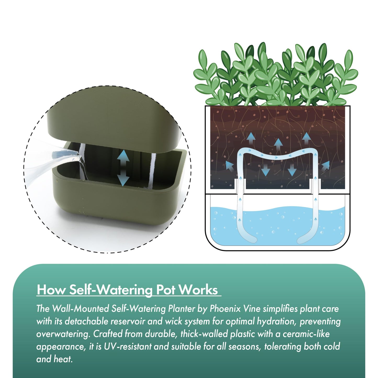 Phoenix Vine 6.5 Inch Wall Mounted Self-Watering Planter Pot for Indoor Houseplants and Herbs | Hanging Planter for Window Sills, Bathroom Walls, Home & Office Décor, Olive, Set of 3, 01-C-F-3