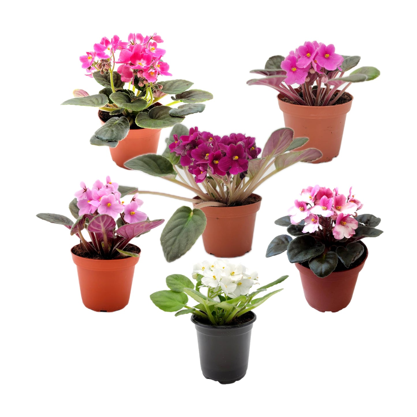 2-PK of African Violets (2 Count), Saintpaulia ionantha, Colors May Vary but All Different, Live Plant, Indoor Plants, House Plants, Holiday Gifts, 4-inch Pots
