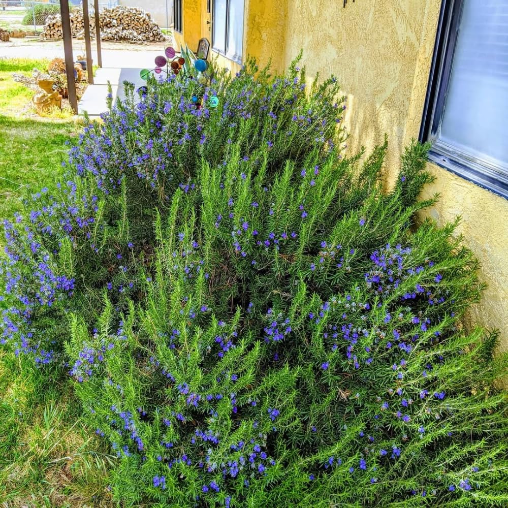 Set 3 Blue Rosemary Plants Live, Rosemary Live Plant, Edible and Fragrant Herbs, Rosemary Seedling for Indoor Outdoor Planting, 4-6 Inches Starter Plant