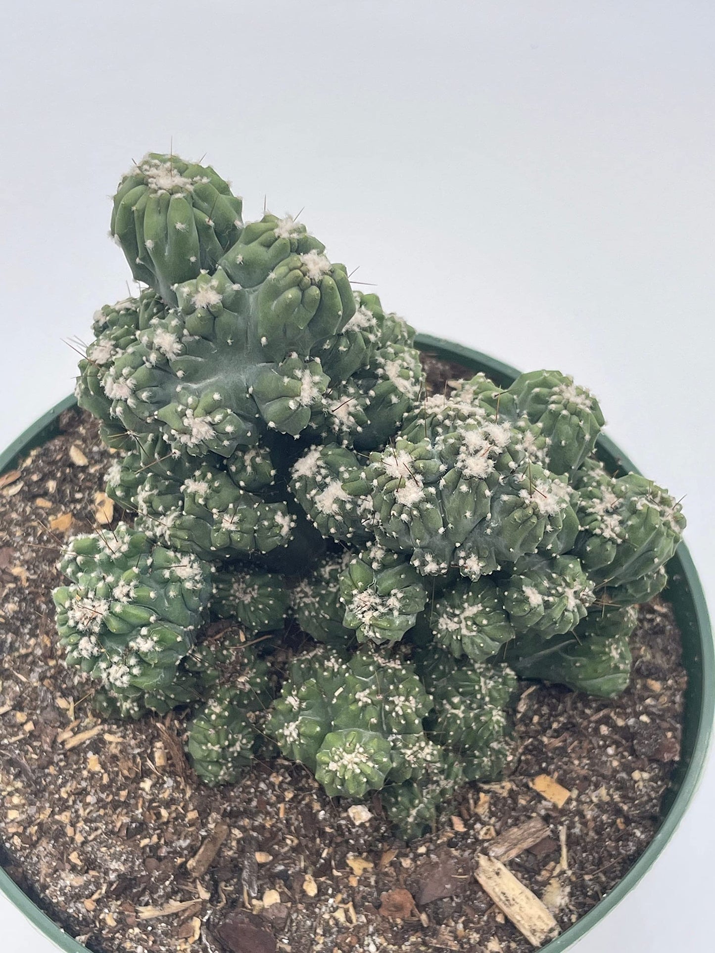 BubbleBlooms Crested Cereus Cactus in a 6 inch Pot Peruvian Apple Cactus, Repandus, uruguayanus, Hedge Cacti