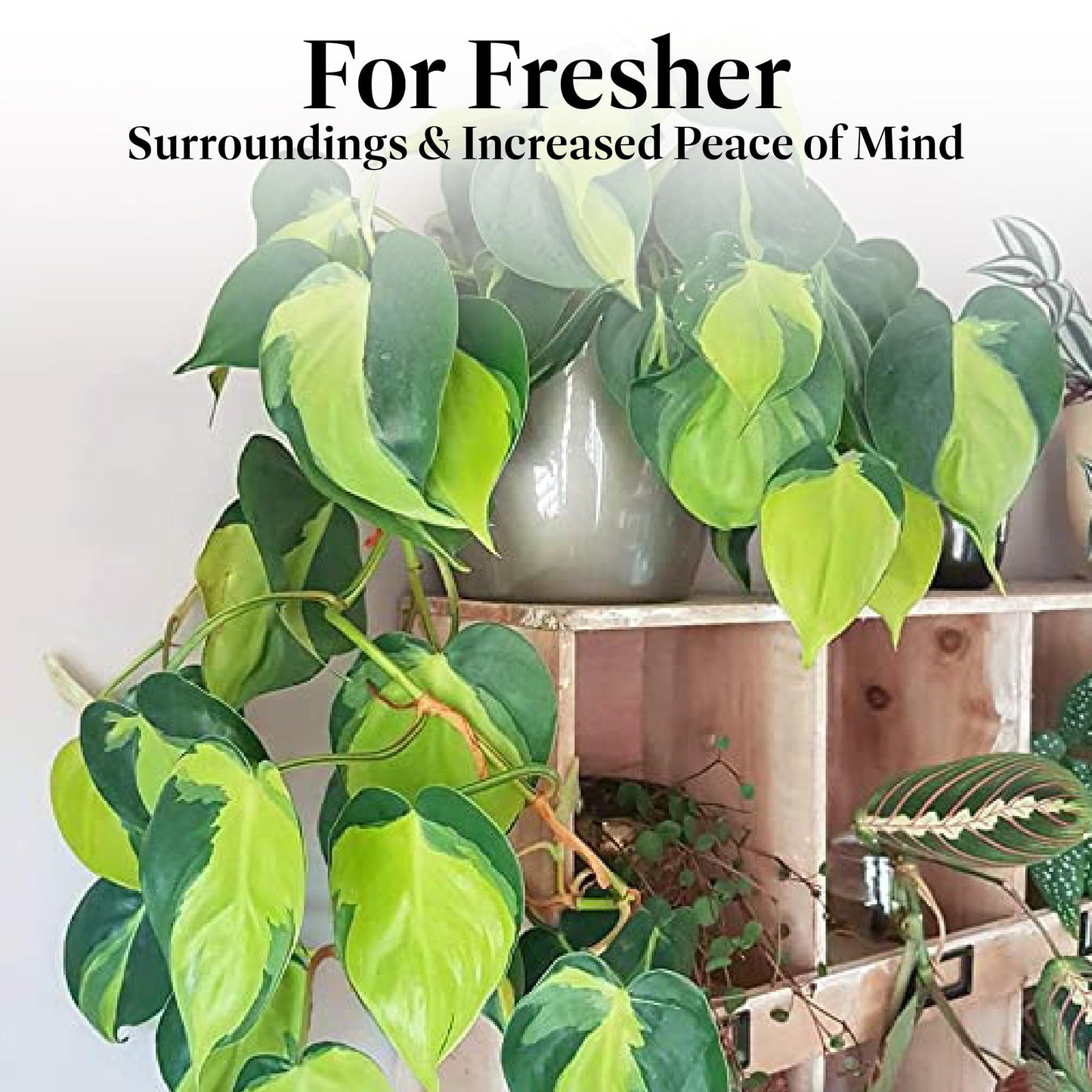 American Plant Exchange Live Philodendron 'Brasil' – 6-Inch Pot – Easy Care Trailing Houseplant with Variegated Green and Yellow Leaves for Hanging Baskets, Shelves, Desks & Indoor Décor