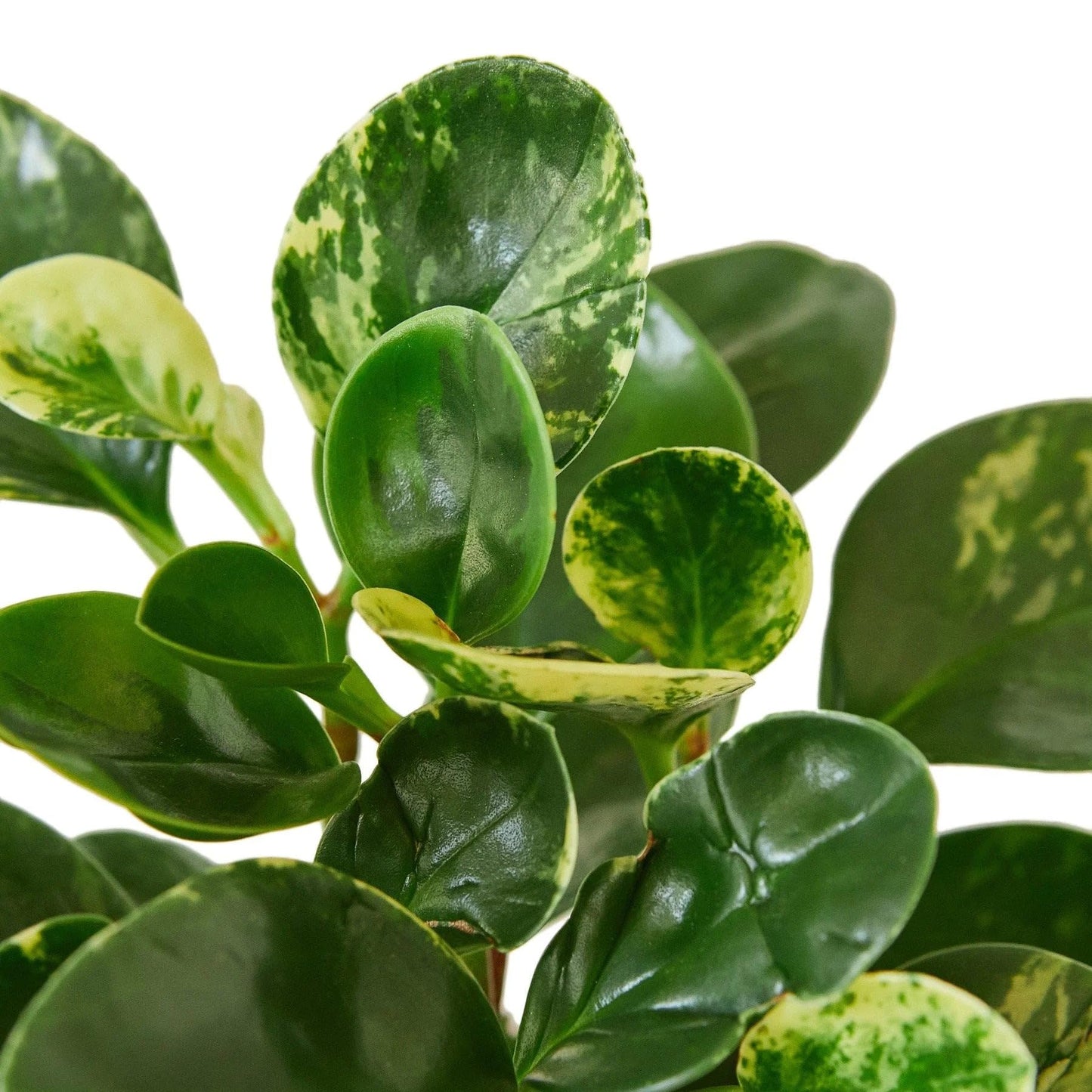 Peperomia Marble | Live Plant for Indoor & Outdoor | for Living Room, Office, Bathroom | (4" Pot)