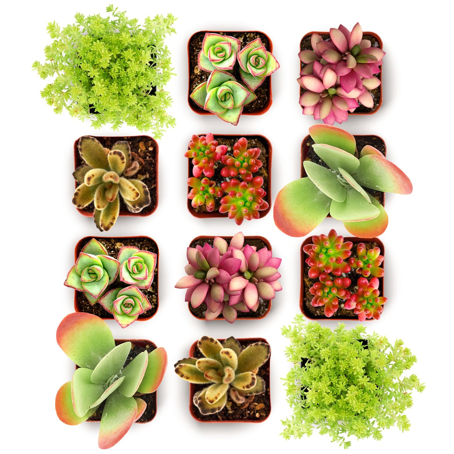 Shop Succulents Endless Summer Succulent Pack Collection - Live Mini Succulent Plants, Low Maintenance, Colors & Textures - Wedding and Party Favors, Gift & Garden, Pack of 12
