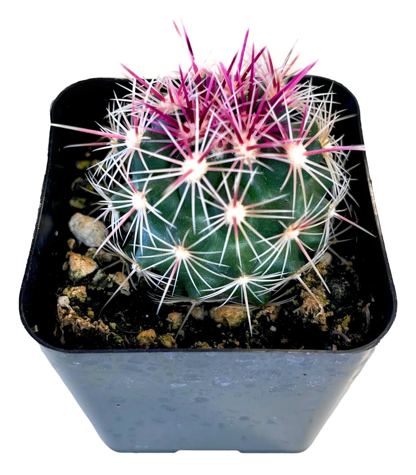 Pink Thelocactus Bicolor Cactus - Stunning Flowering Succulent with Vibrant Blooms - Easy Care, Drought-Tolerant Indoor/Outdoor Plant