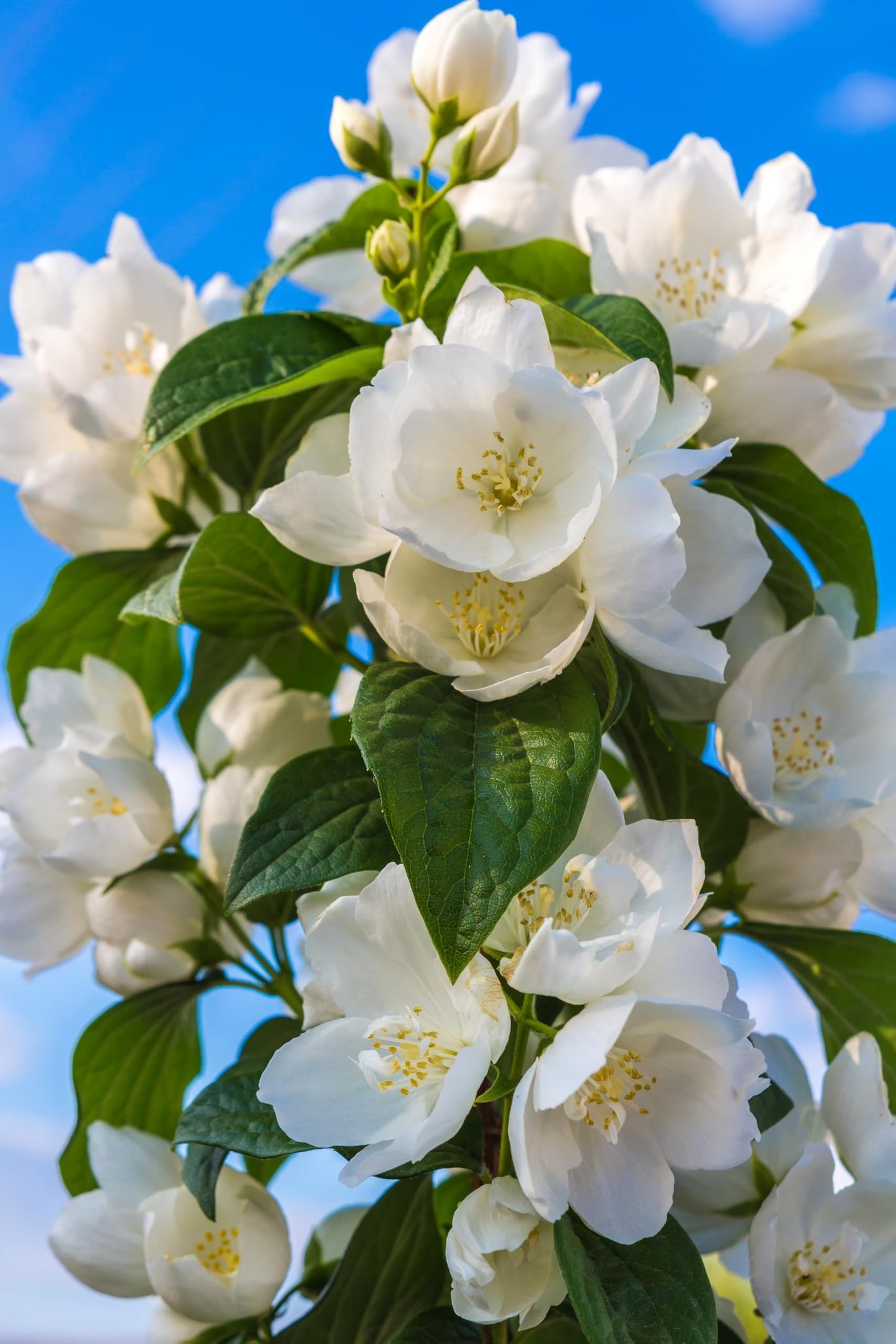 400+ Climbing Jasmine Flower Seeds for Planting – Easy to Grow, Non-GMO, High Germination Fragrant Flowers for Home Garden, Balcony, Trellis, Fence, Vertical Garden Decor