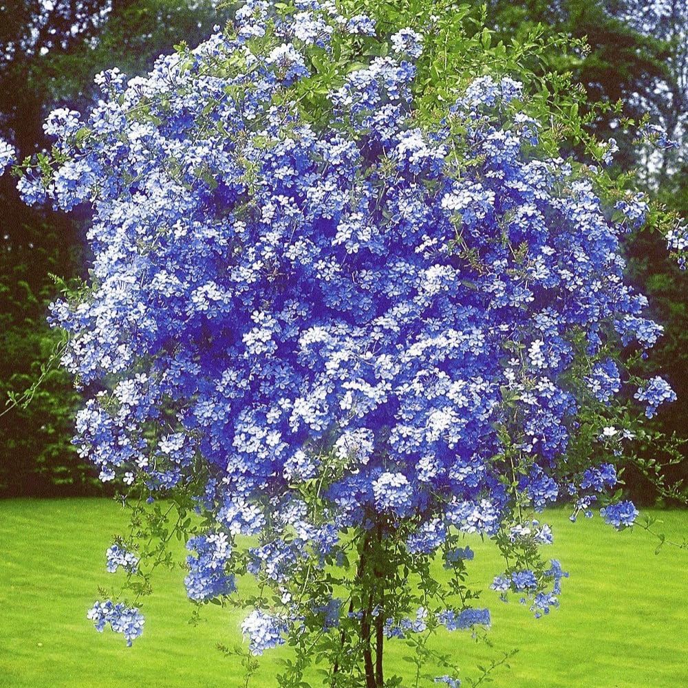 3 Blue Plumbago Plants Live, 4-7 Inches Tall, Tropical Flowering Shrub for Garden or Containers