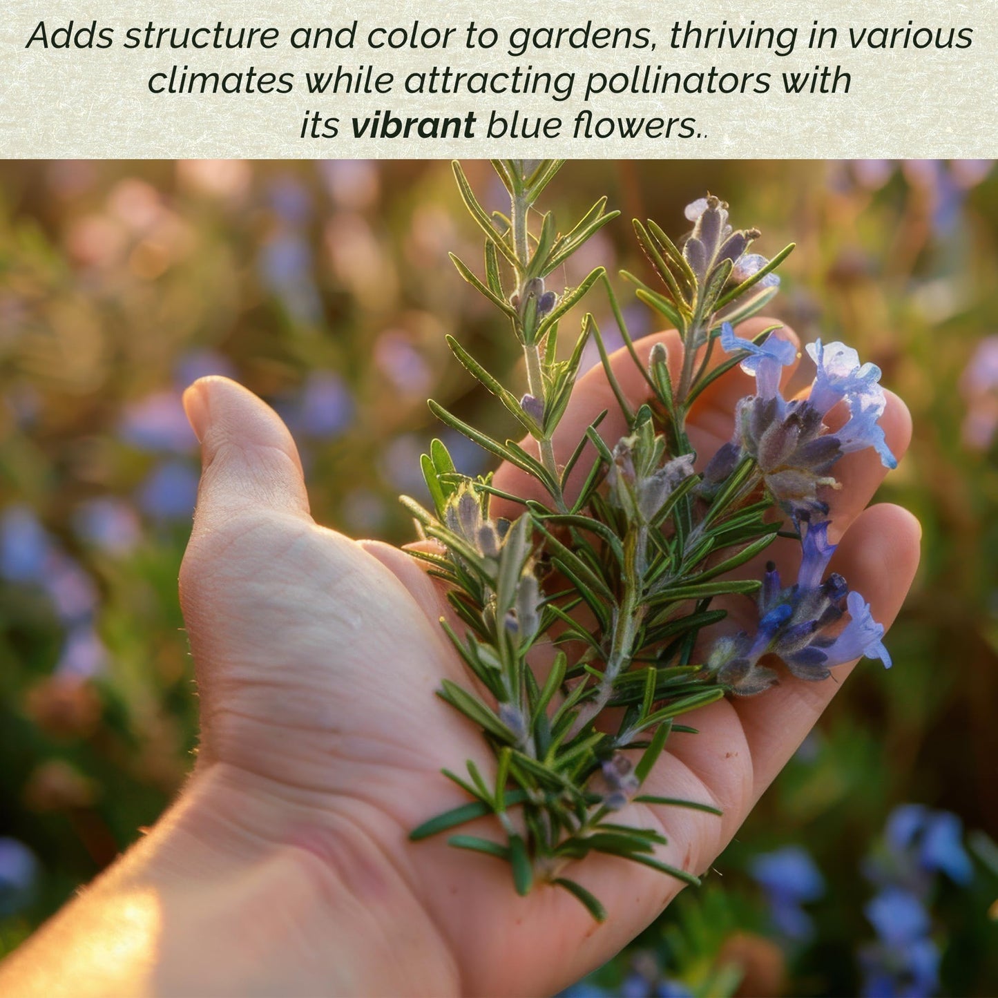 3 Tuscan Blue Rosemary, Live Plants – Rosmarinus Officinalis – Hardy & Fragrant Herb in 2.5” Nursery Pots – Grows Up to 5 Ft, Easy to Maintain, Great for Cooking, Landscaping & Aromatherapy