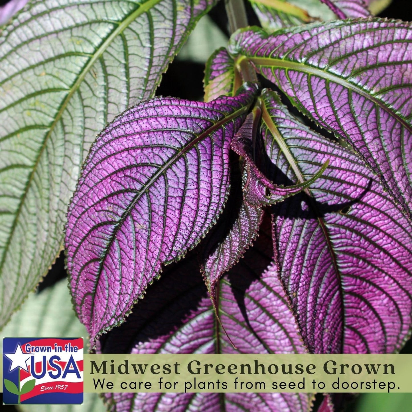Clovers Garden Persian Shield (Strobilanthes) Plants Two (2) Live Plants – Non-GMO - Not Seeds - Each 4" to 8" Tall – in 4" Inch Pots - Exotic Foliage, Low Maintenance