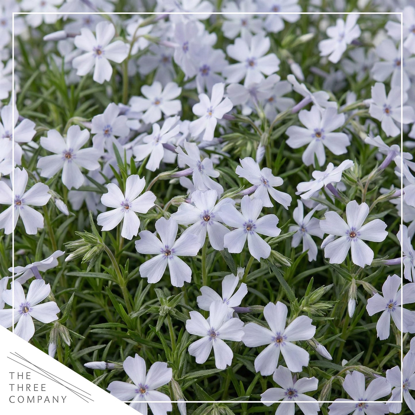 Live Creeping Phlox 2-Pack – Blue – Spring Groundcover Perennial, Sun Garden Plant, 6” Tall, 1 Qt Pot