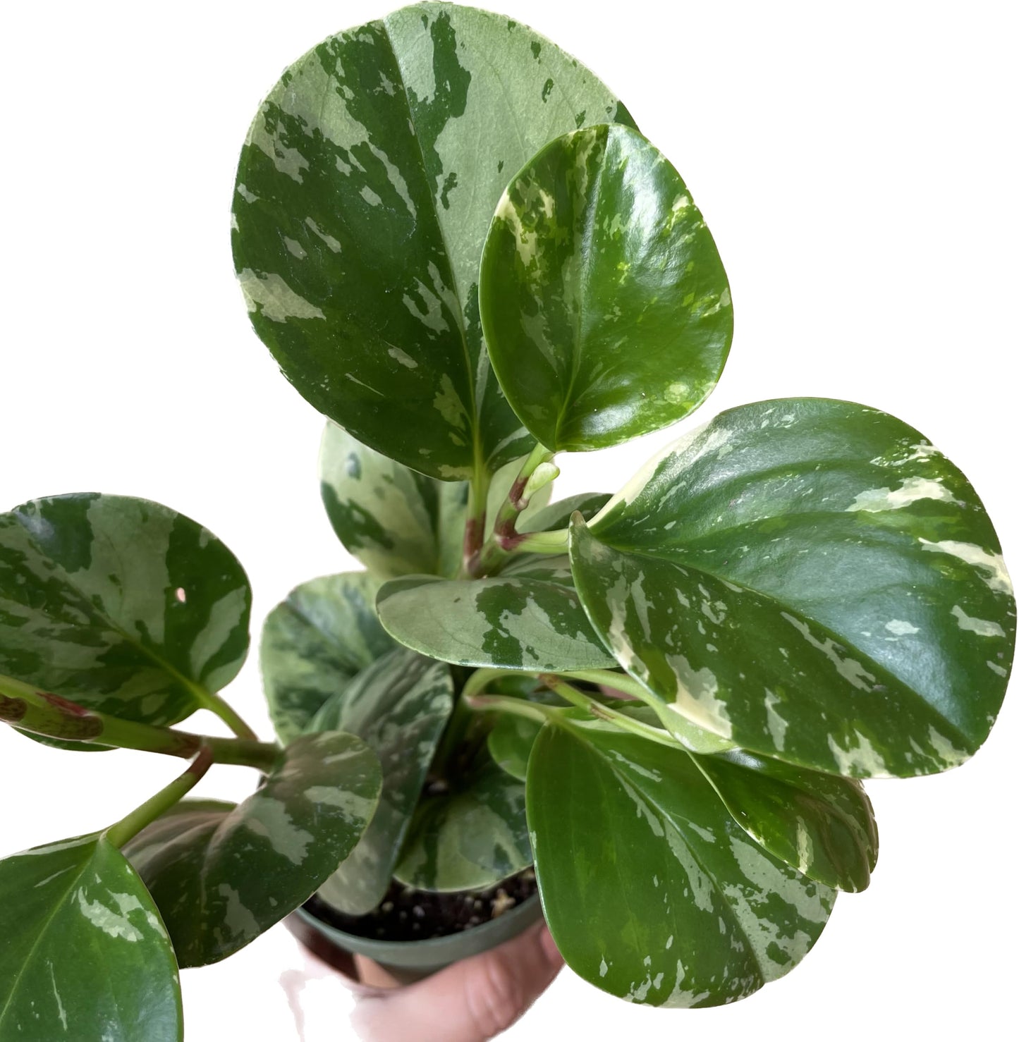 Live Rubber Plant - Peperomia Marble - Peperomia Obtusifolia Marble Variegated - Available in 3", 4", and 6" Pots - CA Seller - Ideal Gift for Home, Office - Peperomia Live Plant (4" Pot)