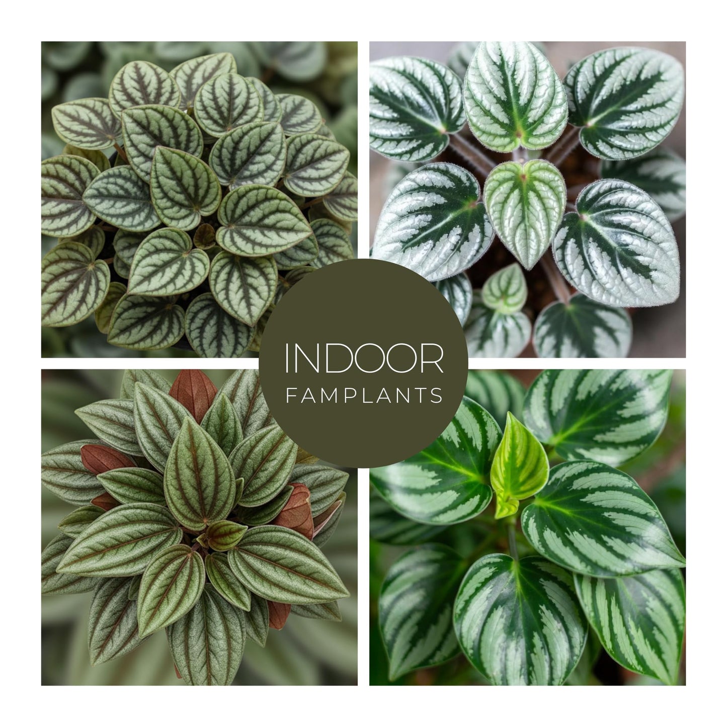 Peperomia Plant Collection (4 Pack)– Set of Rare Varieties | Watermelon, Frost, Eden Rosso & Piccolo Banda | Easy Indoor Houseplants, Live Plants for Home Decor (Peperomia Collection)
