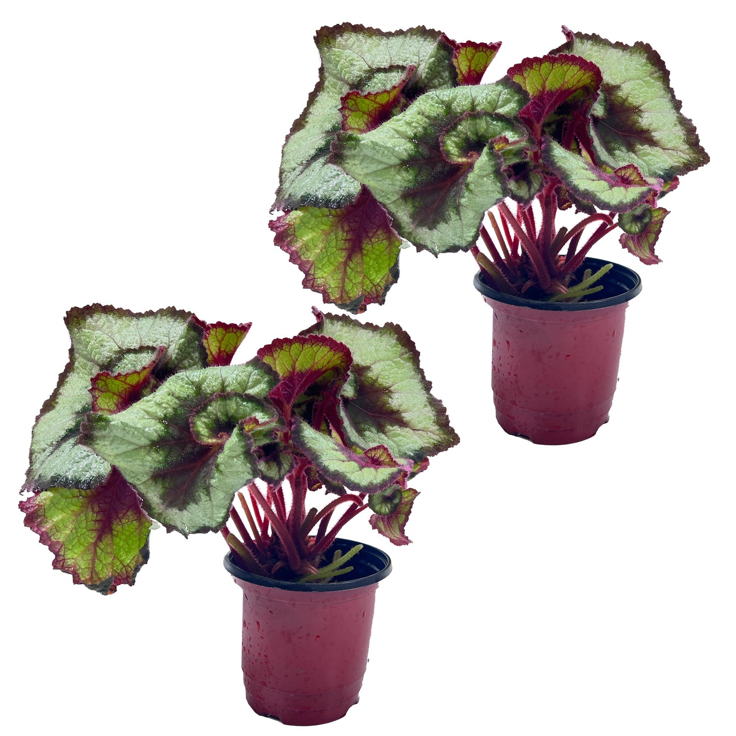 LEAL PLANTS ECUADOR Begonia Rex Escargot (Pack of 2) – Attractive Indoor Plant,Easy Care, Air-Purifying House Plant for Wellness & Home Decor, Office Desk, Unique Sustainable Gift for Plant Lovers