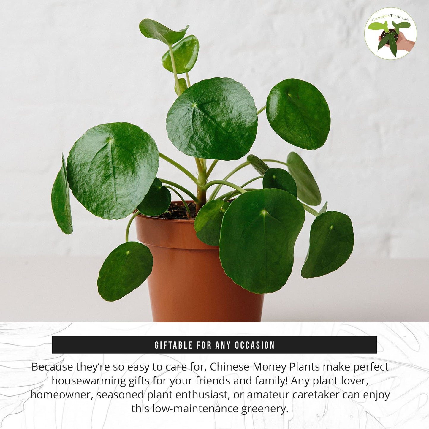 California Tropicals Rare Chinese Money Plant (Pilea Peperomioides) - Live House Plant, 4 Inch Pot for Easy Care, Perfect for Office, Home & Feng Shui Decor, Real Plants for Gardening