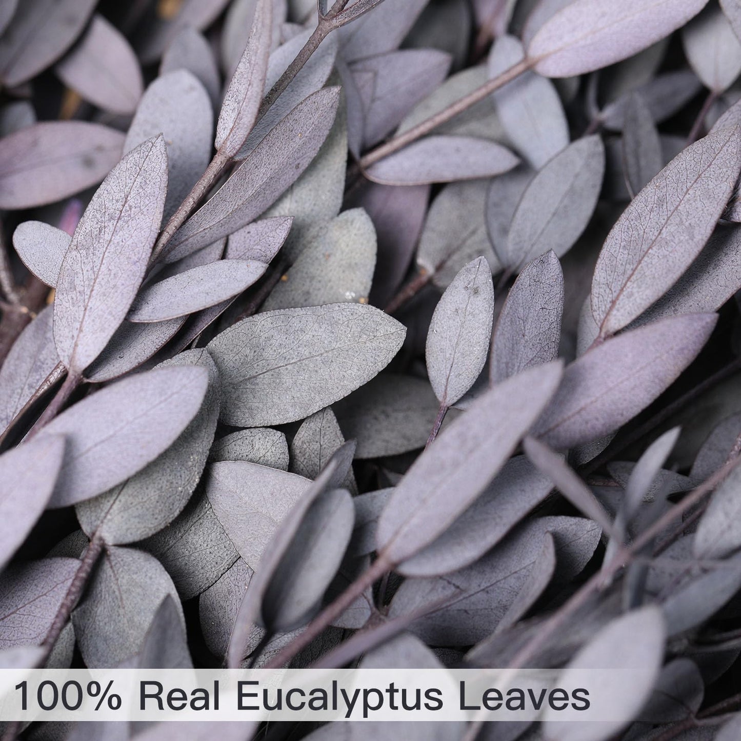 Dried Eucalyptus Leaves Real Preserved Stems, Fresh Eucalyptus Garland Branches for Shower, Dried Plant Live Bundle Purple Leaves for Wedding Wreath Party Home Fragrance Vase Décor