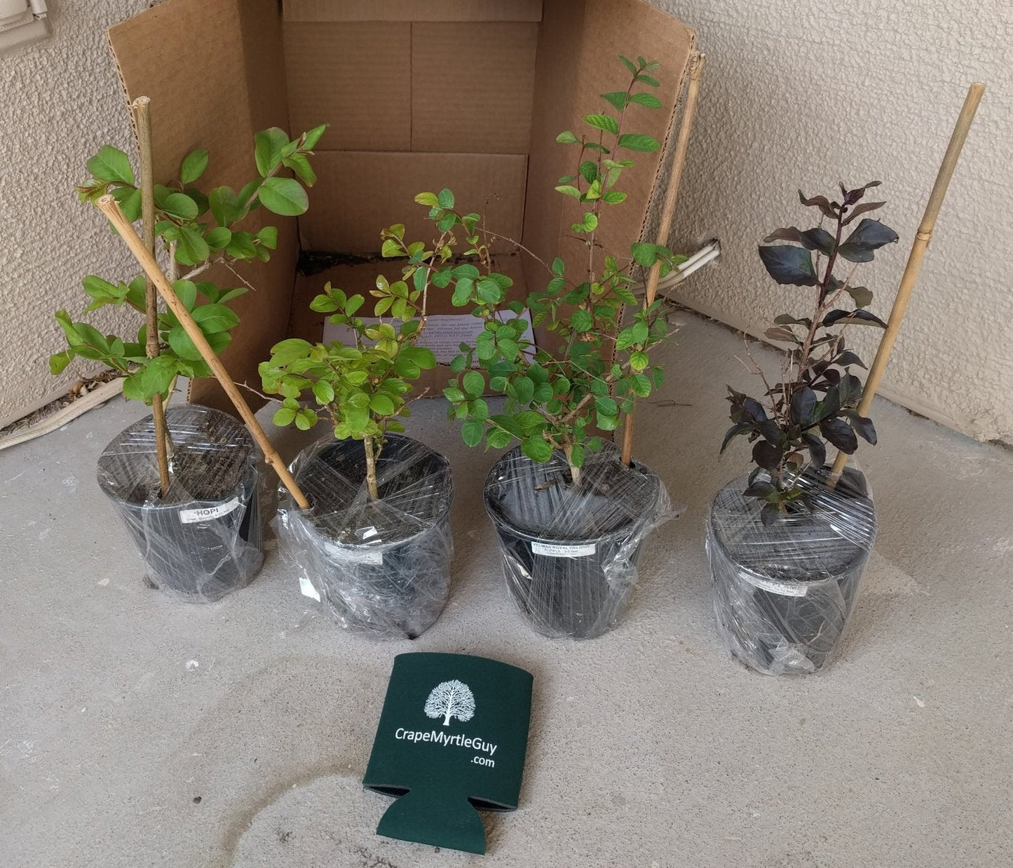 6 Pack - Red Flowering Crape Myrtle Trees - Lagerstroemia - Quart Container - 6-12 Inches Tall