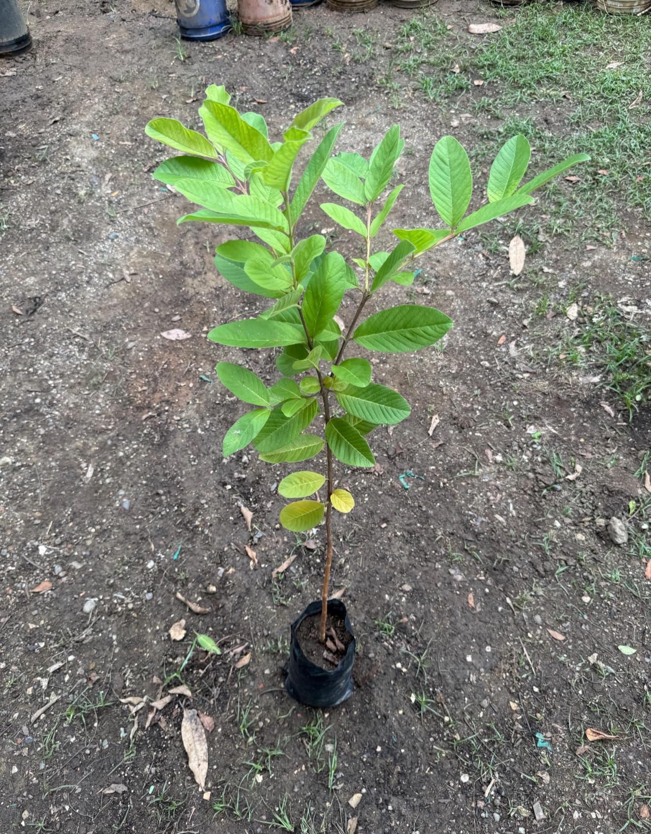 Giant Ruby S u p r e m e Guava(Psidium guajava) Guayaba Live Fruit Tree (3-4ft) Rare