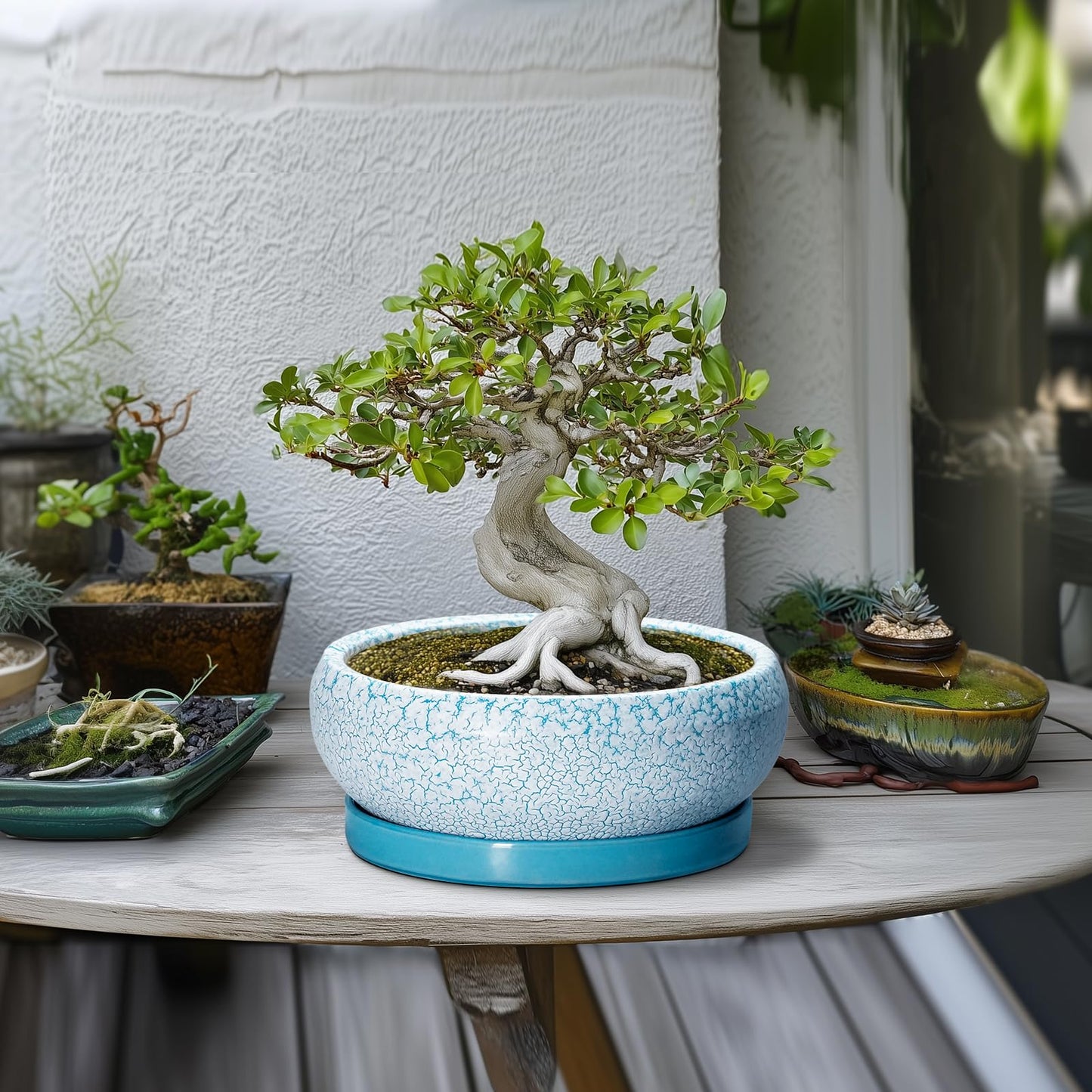 EPFamily Bonsai Pots 10 Inch - Shallow Ceramic Planters for Indoor Outdoor, Succulent Pots with Drainage Hole and Saucer, Round Planter Bowl, Succulent Planter, Garden Decor, Housewarming Gifts, Blue