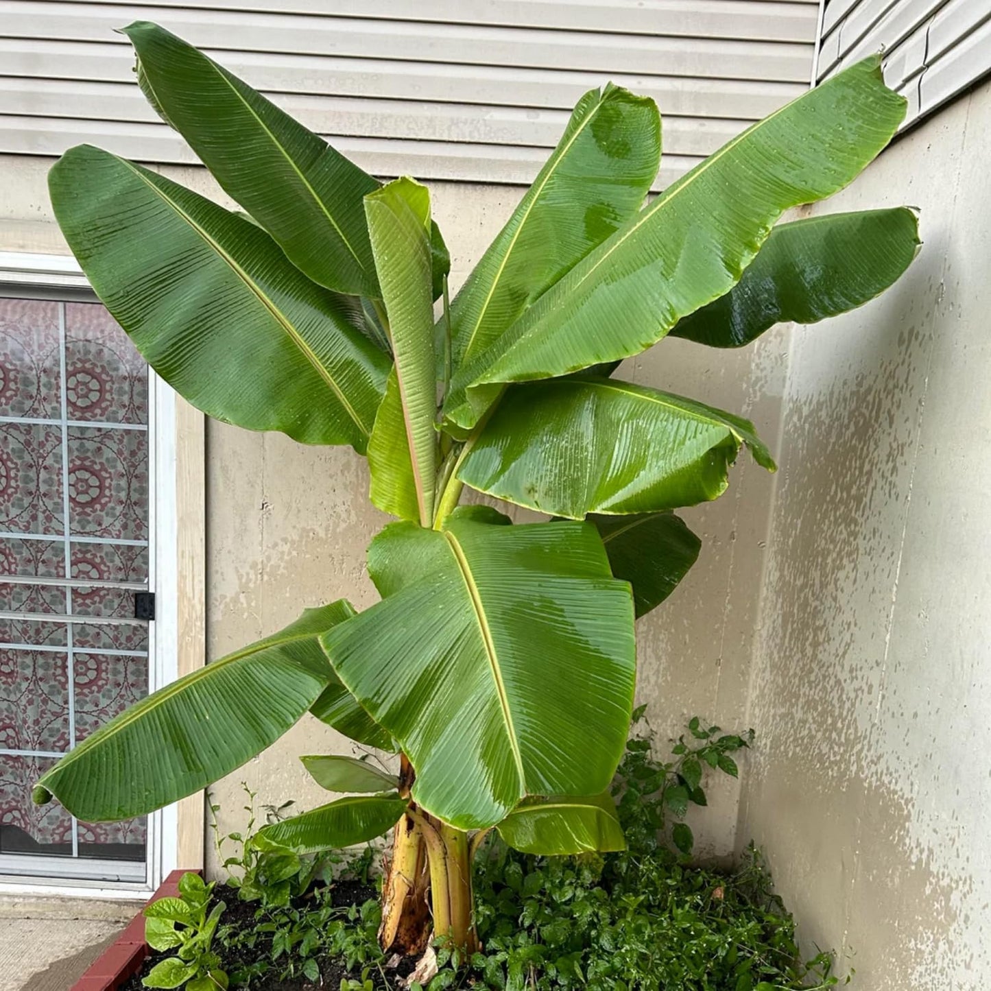 Dwarf Cavendish Banana Tree Starter, Live Banana Plant 5 Inches Height Bareroot, Fruit Tree Live Plant