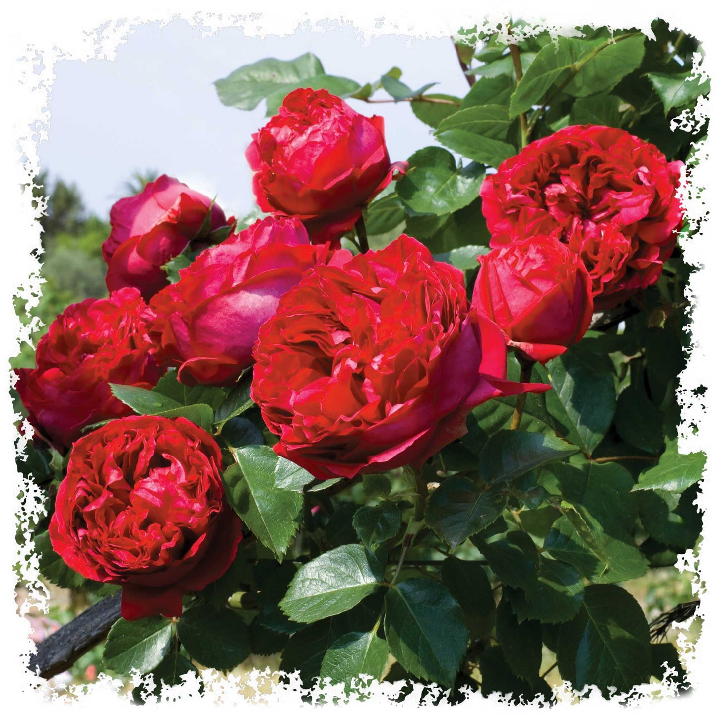 Red Eden Climbing 1.5 Gal Rose Plant Live, Fragrant Reblooming Red Flowers, Own Root Climber for Arbor, Trellis, Fence or Screening, Stargazer Perennials
