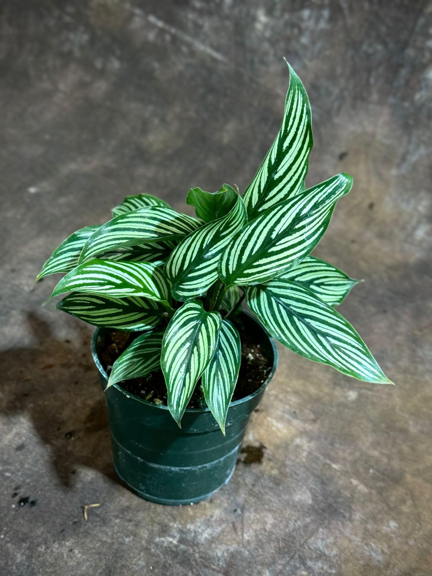 PLANTVERS Live Calathea Plant – Easy Care & Low Maintenance Tropical Houseplant – Air Purifying Indoor Plant for Low Light & Home Décor (Calathea Vittata 4" Grow Pot, 4" Grow Pot)
