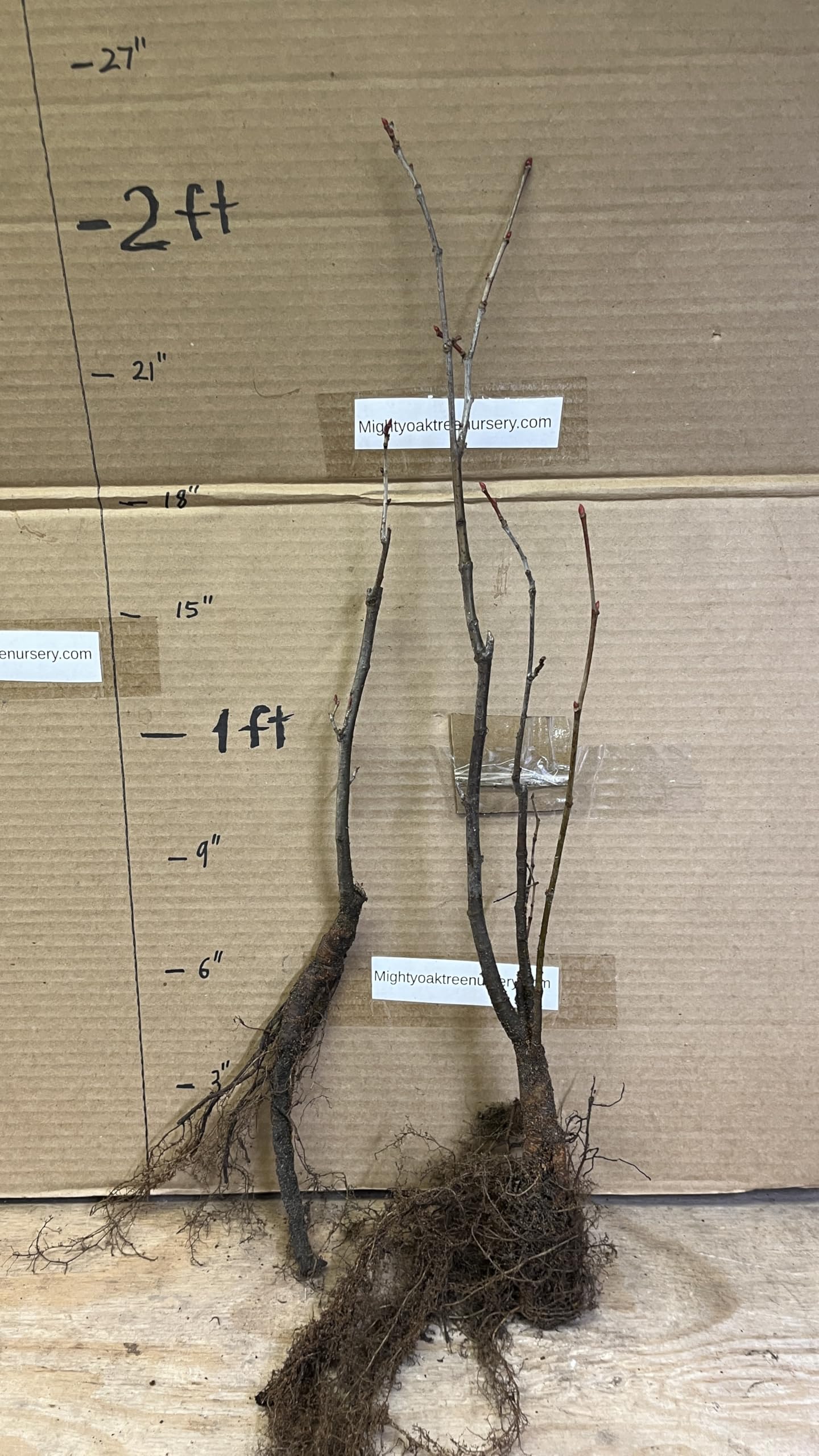 6-12” 1 Year Old Tilia Americana Tree, (American Basswood) Bare Root