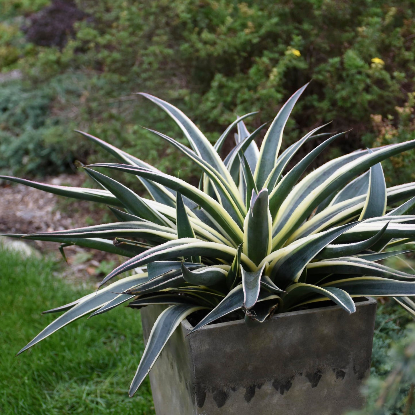 Snow Leopard Mangave, Live Plant in 3" Grower Pot, Easy Care, Houseplant.
