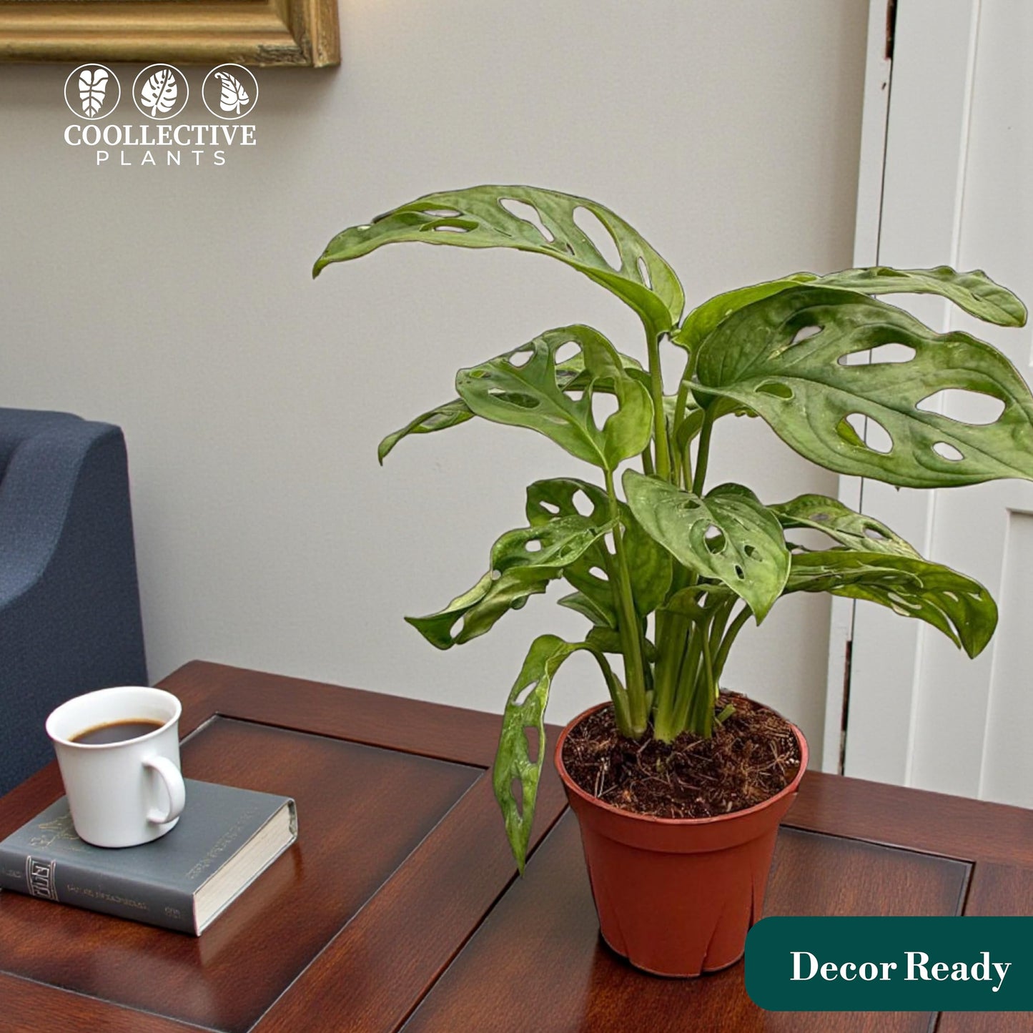 CoollectivePlants Monstera Swiss Cheese Live Plant in 4" Growers Pot – Easy Care Indoor Houseplant, Low Maintenance Vining Monstera Adansonii, Tropical Foliage