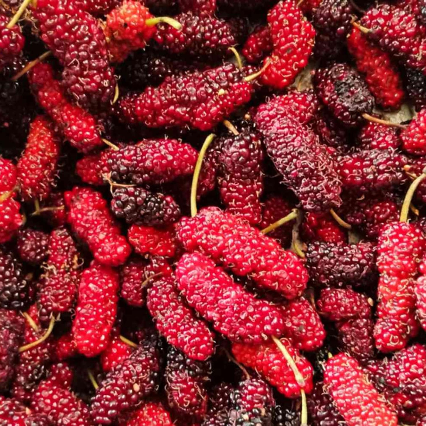 2 Red Mulberry Plants Live, 5-9 Inch Tall, Mulberry Fruit Trees Live Plants, Mulberry Seedlings