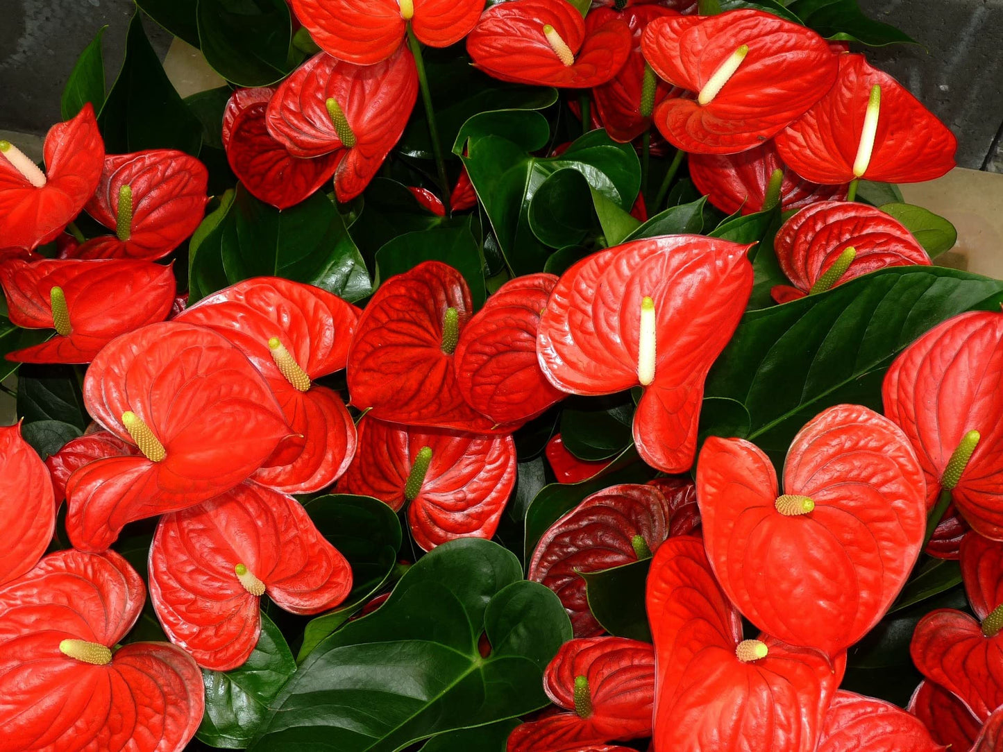Hawaiian Red Anthurium Live Plant - Premium Big Island Heart-Shaped Blooms - 6-10" Tall Indoor Outdoor Tropical Houseplant in 2" Pot - Easy Care Flowering Plant