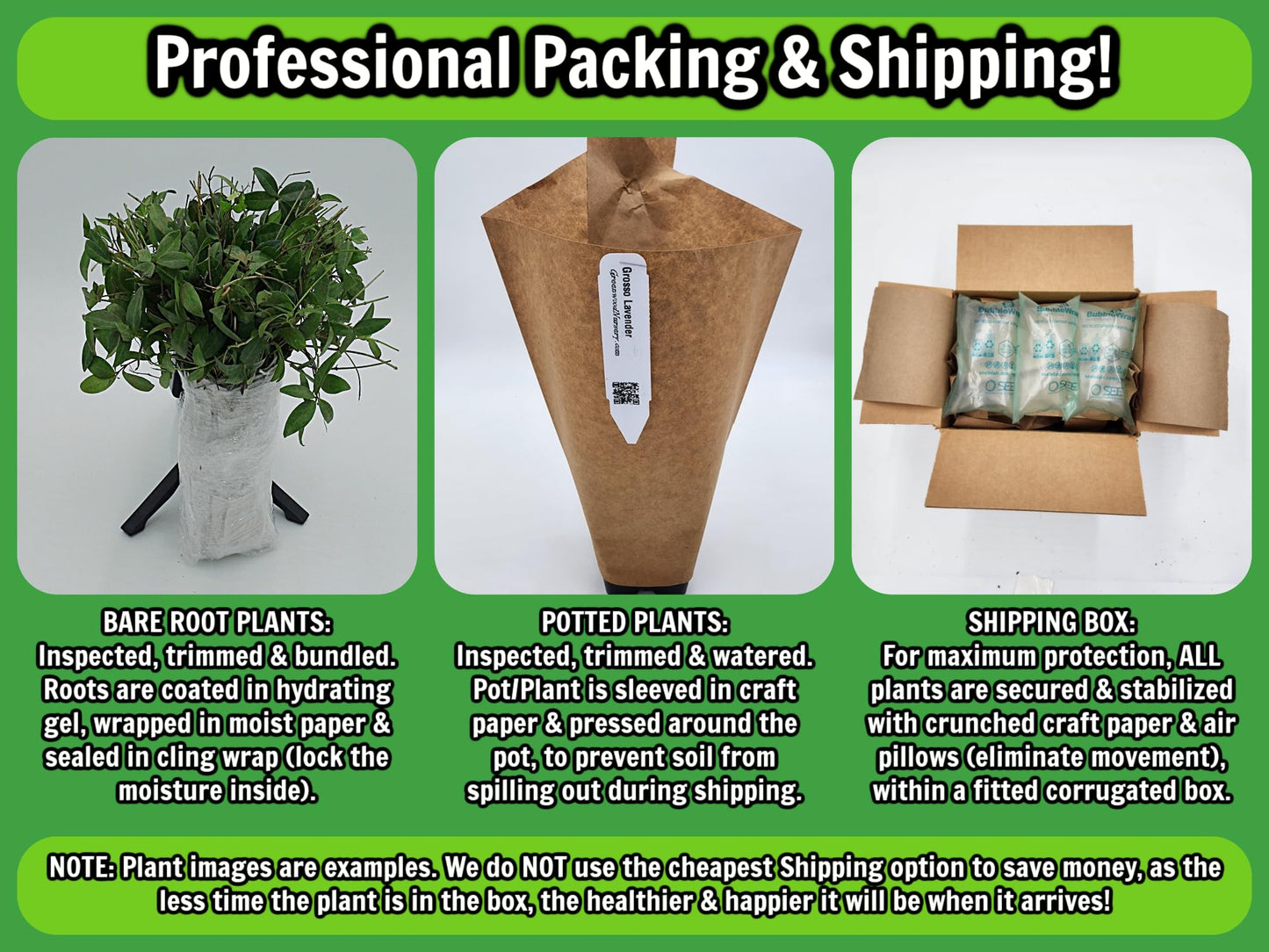 Greenwood Nursery: Live Perennial Plants - Orange Trumpet Creeper Vine + Campsis Radicans - [Qty: 2X Pint Pots] - (Click for Other Available Plants/Quantities)