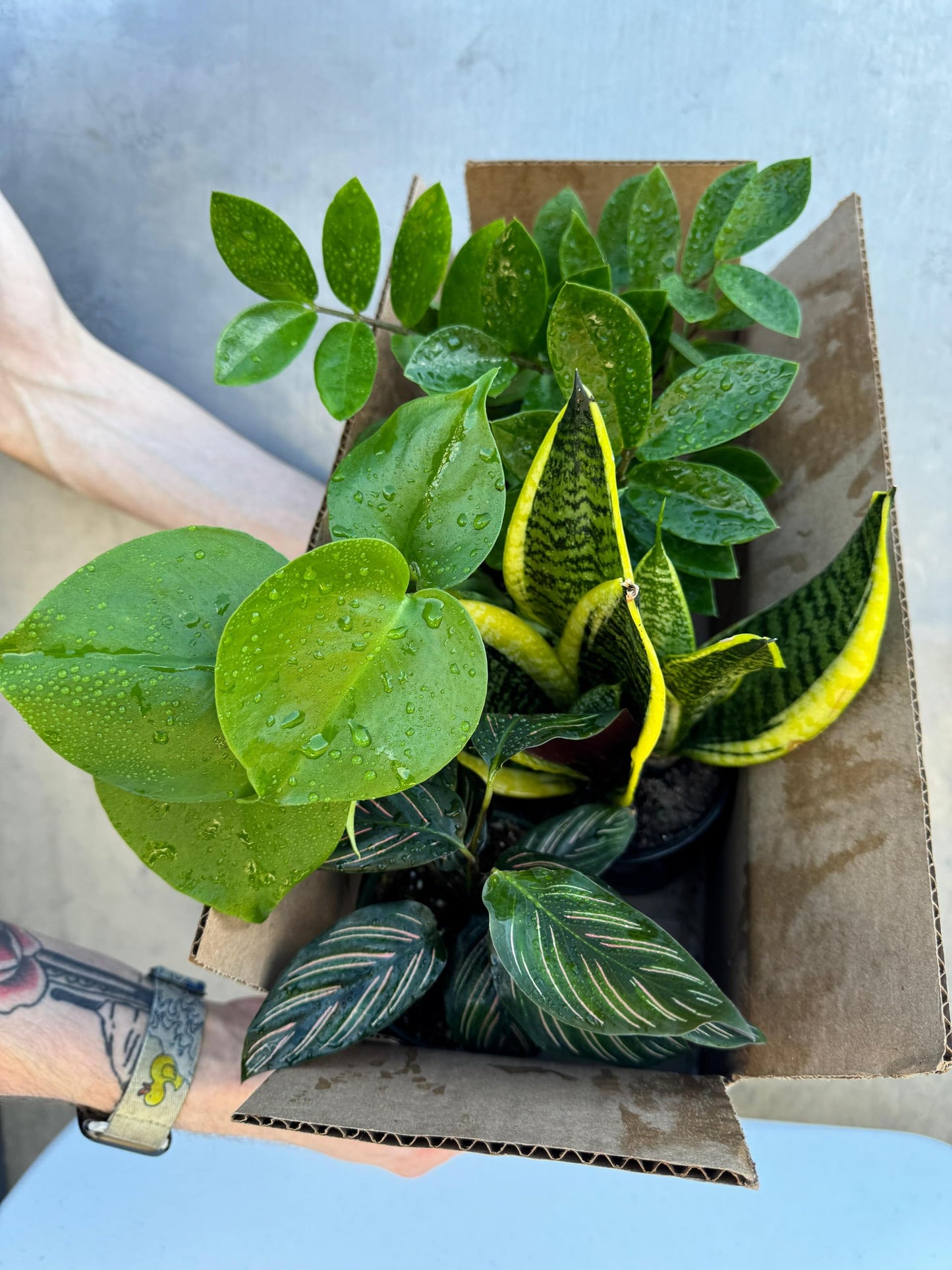 PLANTVERS Set of 4 Assorted Indoor Plants in 4" Grow Pots – Live Houseplants – Easy Care Houseplants - Low Light & Air Purifying Decorative Plants