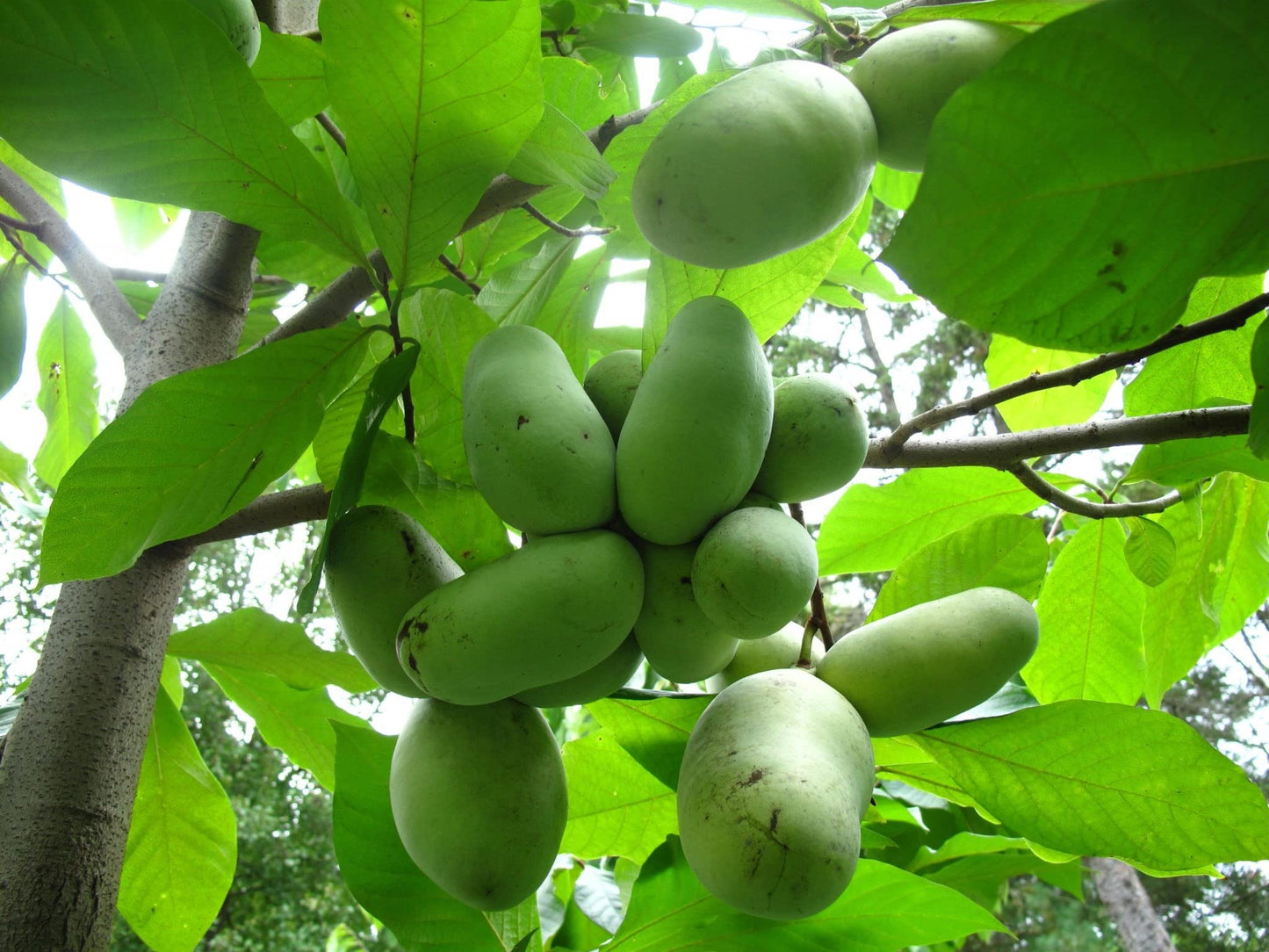 Pawpaw Seeds for Planting 10 Seeds Paw Paw Tree (Asimina Triloba)