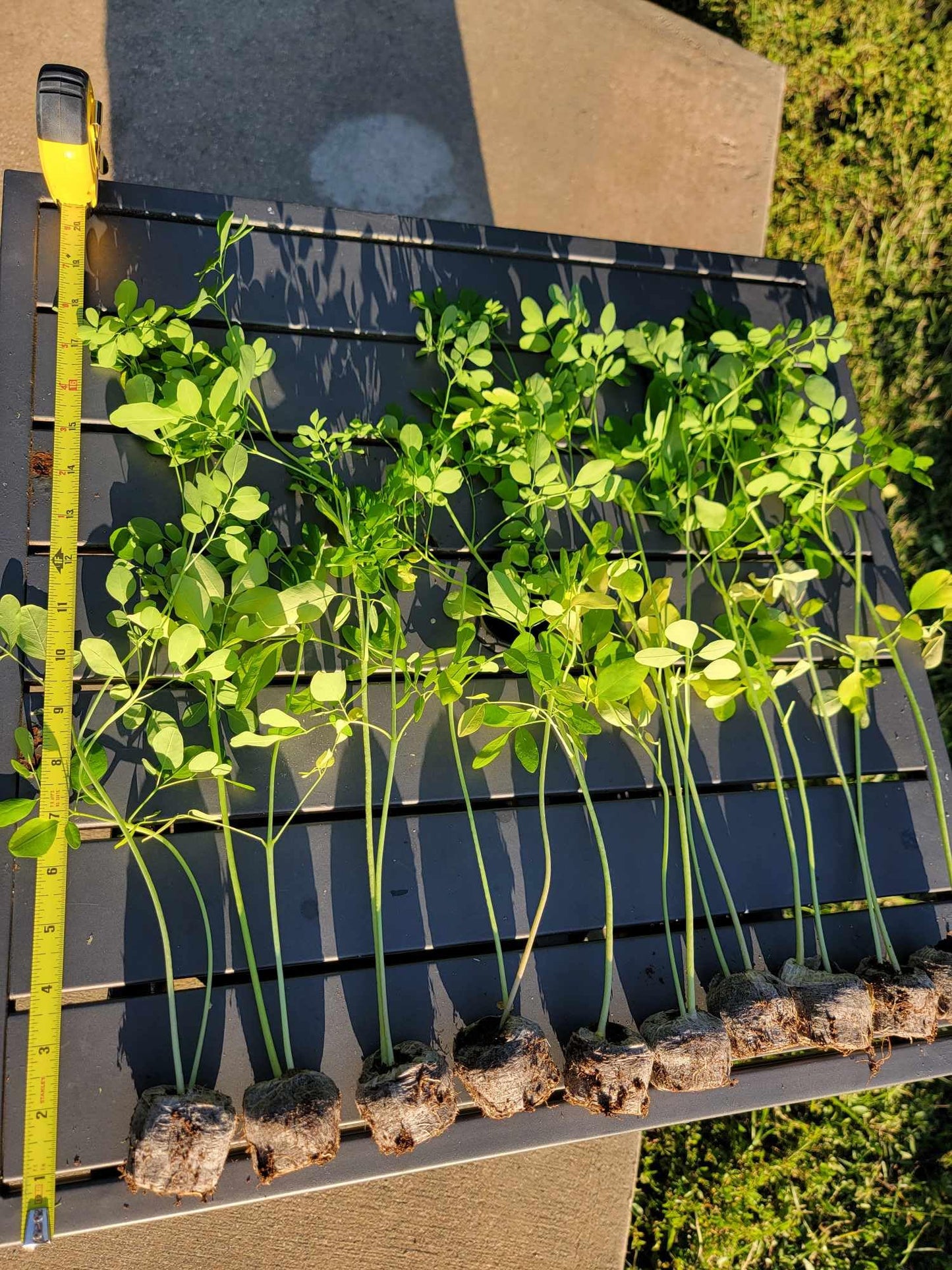 Moringa Tree Live 1 Moringa Plant with Free Moringa Seeds. Drumstick Tree - Miracle Tree - Malunggay - Easy to Grow - Herb - Vegetable - Nutrient-Dense