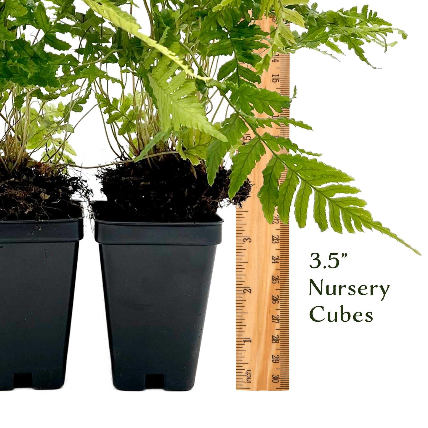2 Autumn Fern – Evergreen Perennial Shade Fern with Arching Coppery Fronds for Woodland Shade Borders & Containers (Dryopteris erythrosora ‘Autumn’) in 3.5” Cubes, Live Plants
