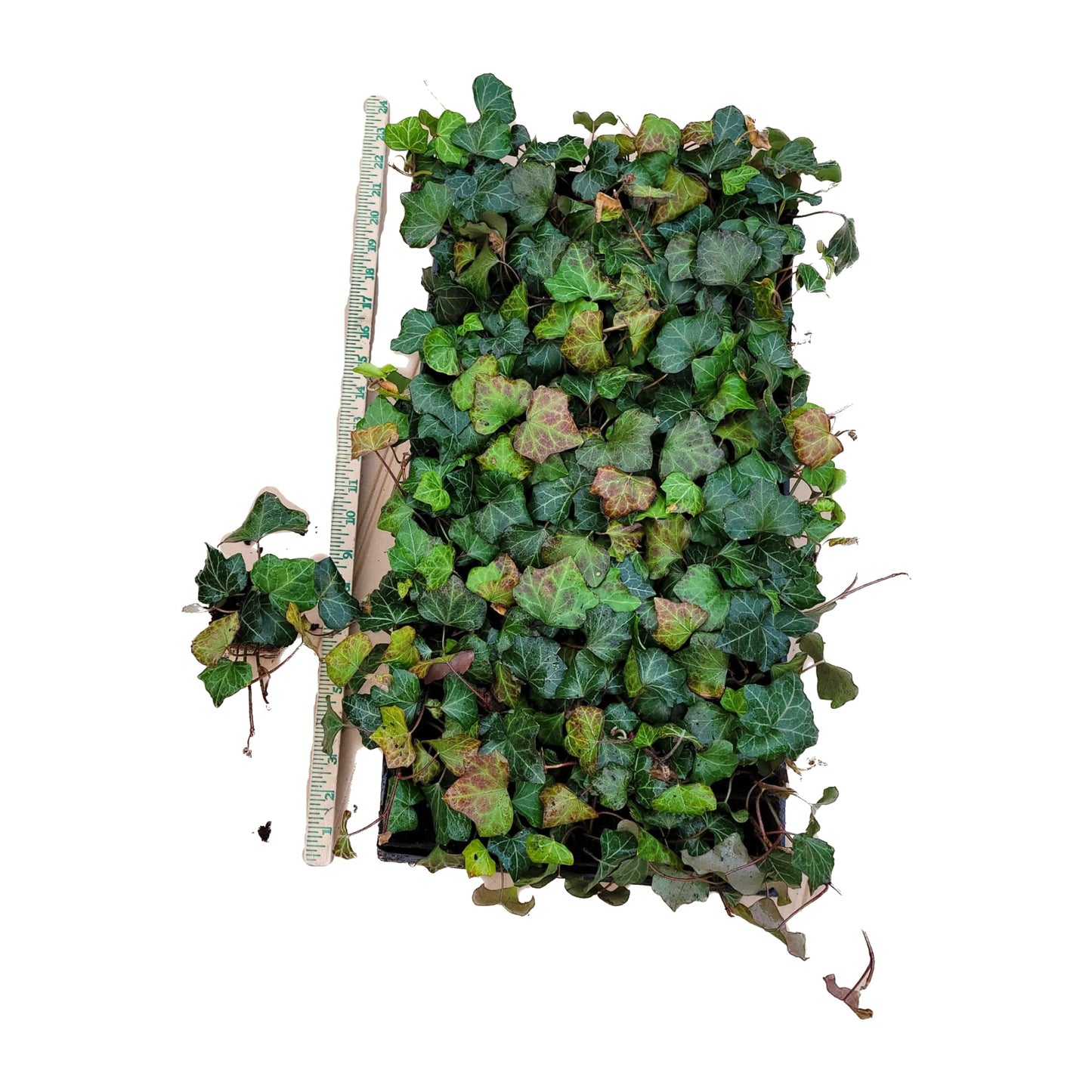 English Ivy Hardy Groundcover/Climbing Vine 50 Plants 2" Pots