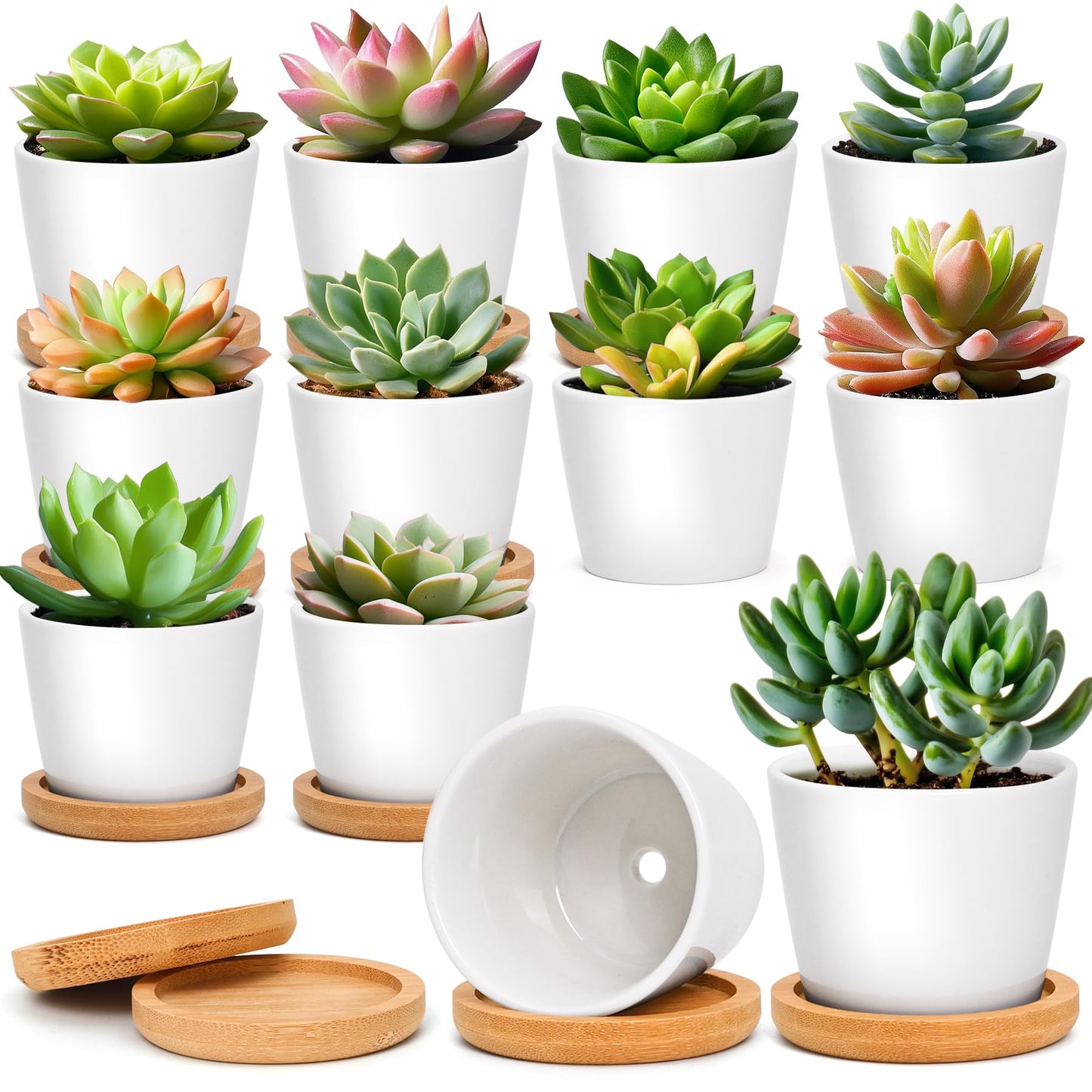 T4U 2.5 Inch Mini White Succulent Planter Pots with Bamboo Tray Round Set of 12, Tiny Ceramic Succulent Air Plant Flower Pots Cactus Faux Plants Containers, Gifts for Plant Lover, Home Office Decor