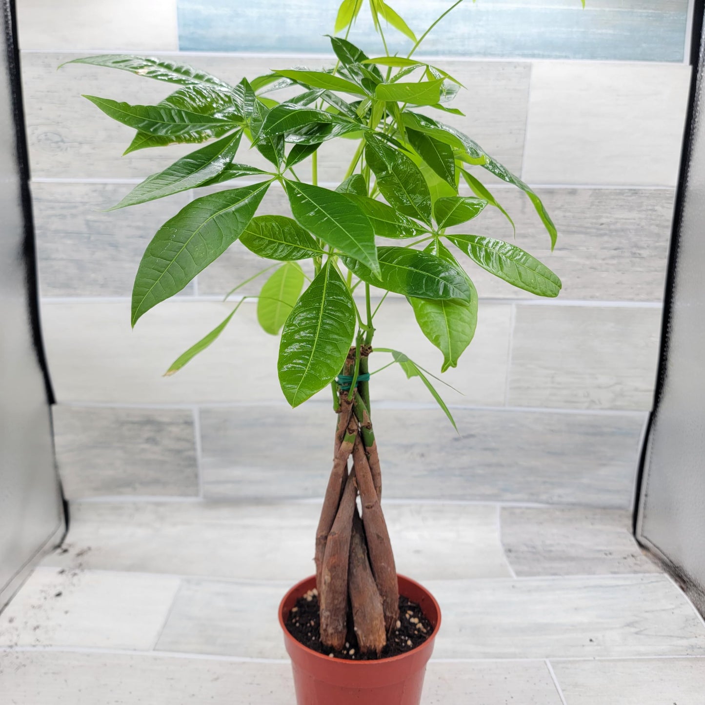 Money Tree Plant aka Pachira aquatica Live Rare Exotic Tropical Indoor House Plants in 4 inch Nursery Plant Pot Housewarming Gift Decoration for Home and Office by 3exoticgreen