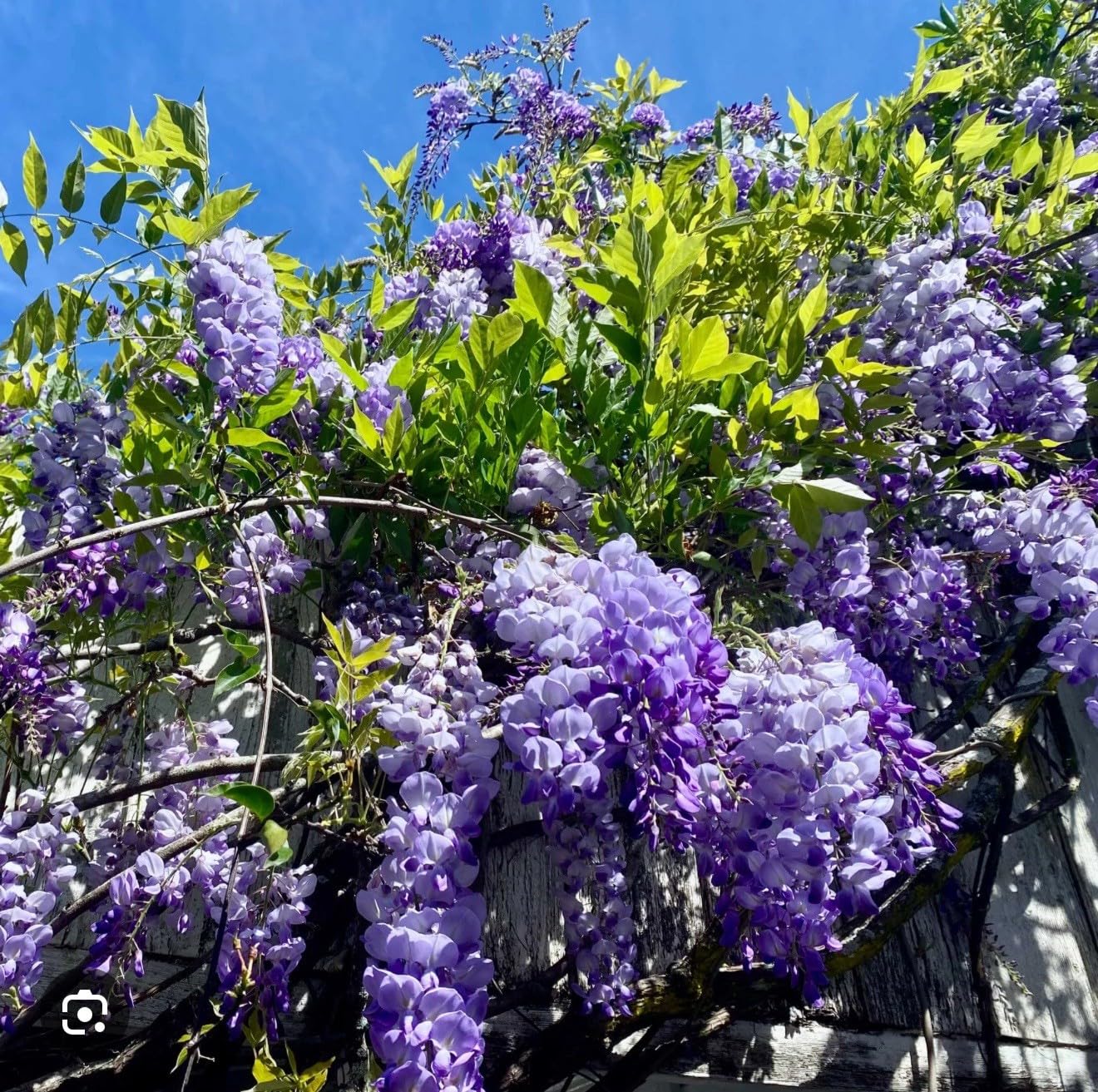 Live Plant - Wisteria Frutescenslive Starter Plant