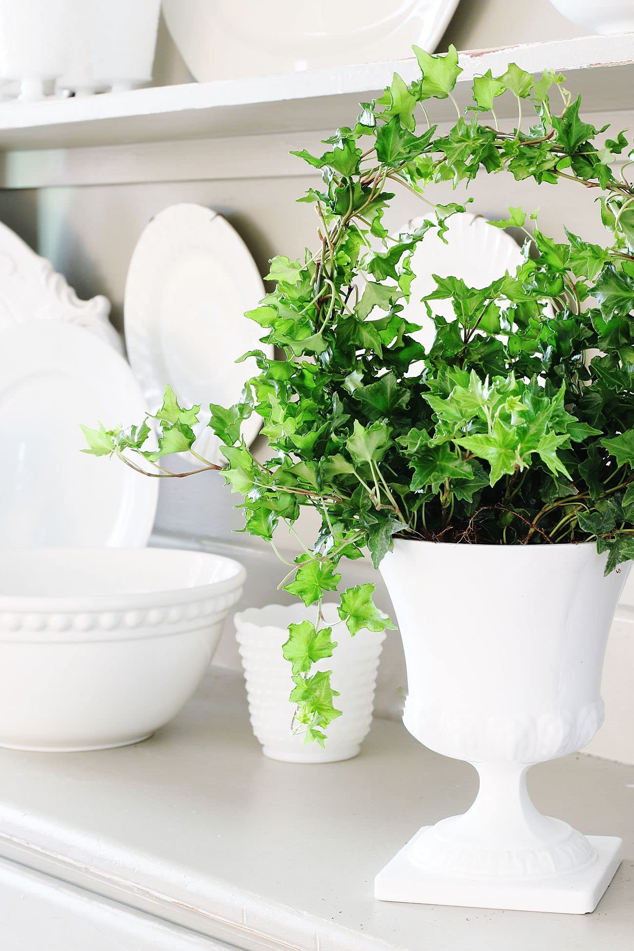 English Ivy Hoop - Live Plant in a 6 Inch Pot - Hedera Helix - Beautiful Easy Care Indoor Air Purifying Topiary Houseplant Vine