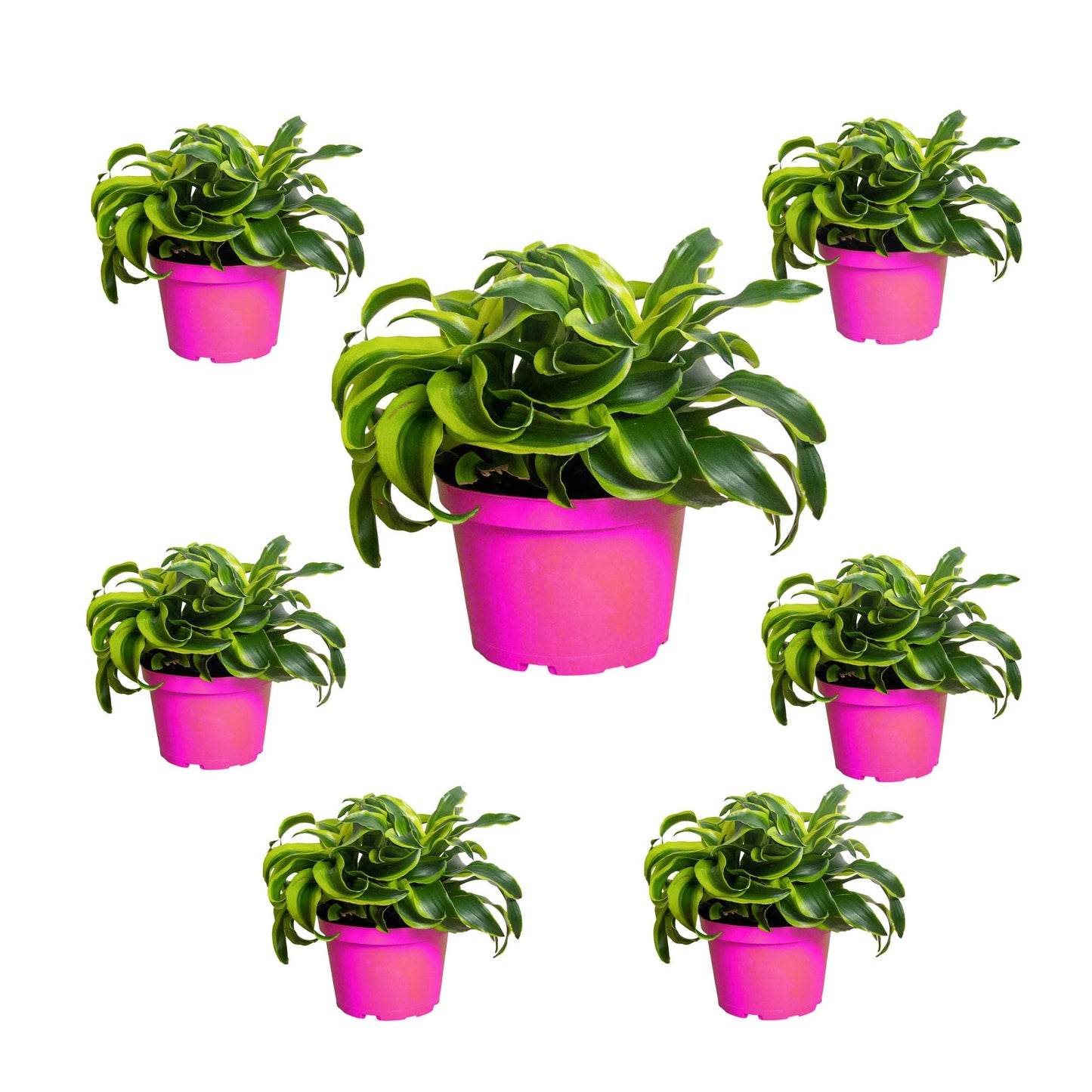 7 Pack Dracaena 'Tornado' in 4in Pot - Live Plants Tropical Houseplants | Variegated | USA Growers | The Snobby Leaf