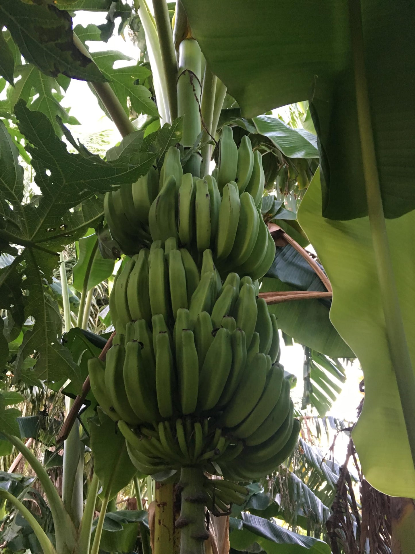 Banana Plant, Orinoco Banana, 'Musa accuminata' (Medium 13" - 24")