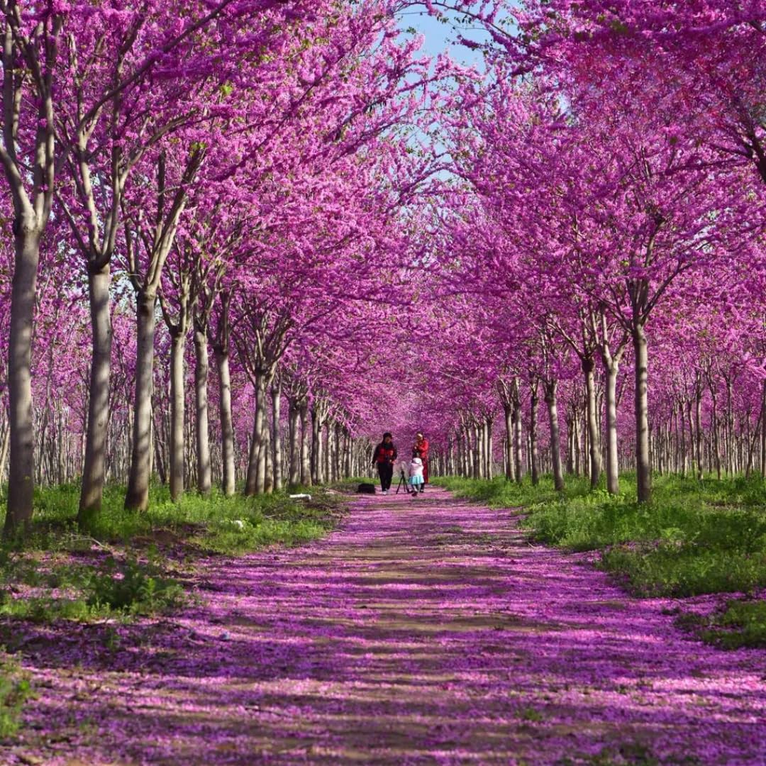 Eastern Redbud Tree Live Plant - 12-18 Inch Tall in Quart Pot, Redbud Live Trees, Beautiful Spring Pink Blossoms, Low-Maintenance Starter Tree for Outdoor Landscaping