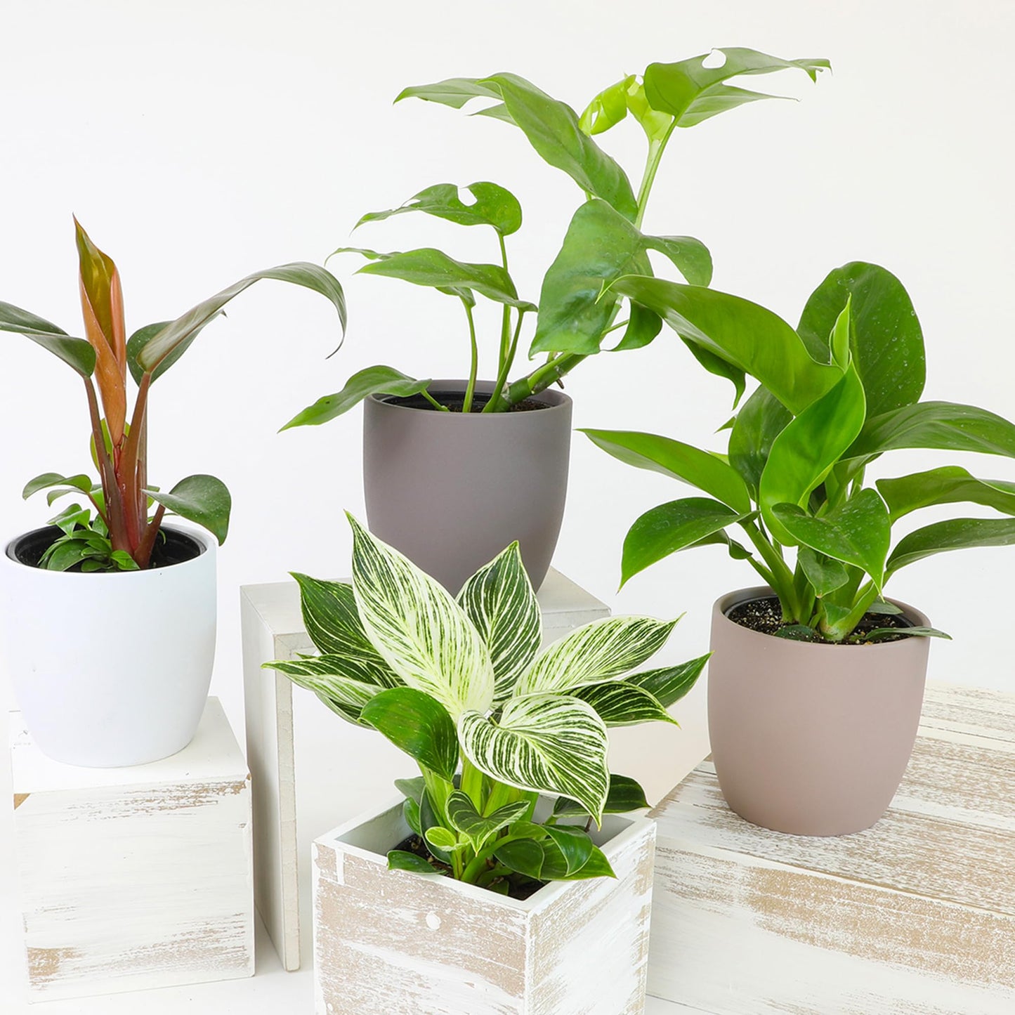Live Philodendron Houseplants (3PK) Indoor Houseplant Philodendrons Mix Pack, Real Plant Box, Rotating Assortment