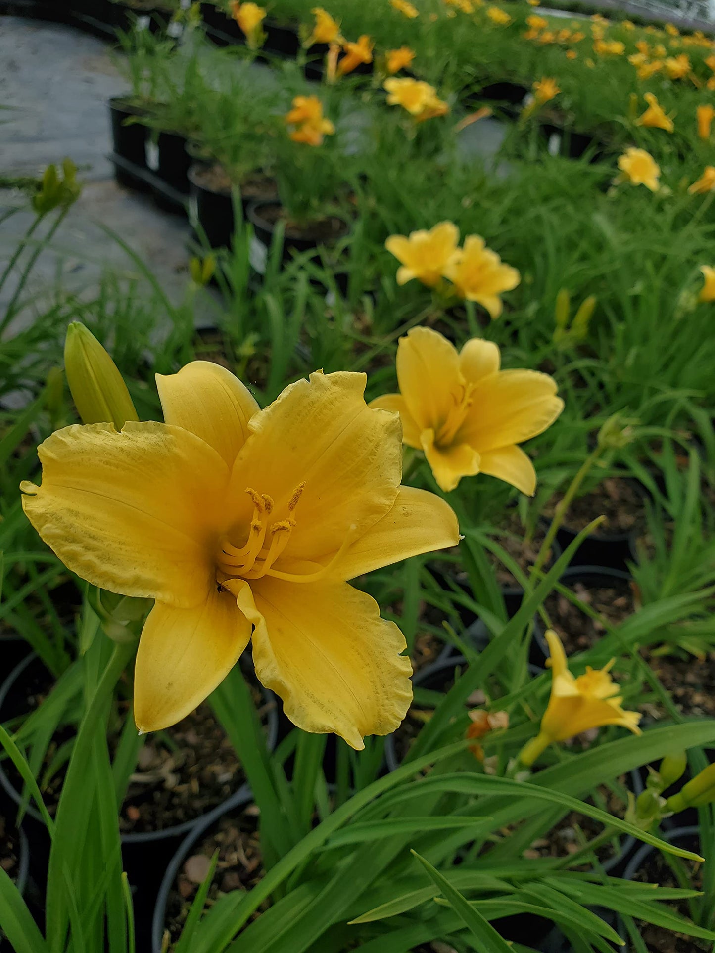 Hemerocallis 'Stella D'Oro' (Daylily) Perennial, yellow flowers, 1 - Size Container