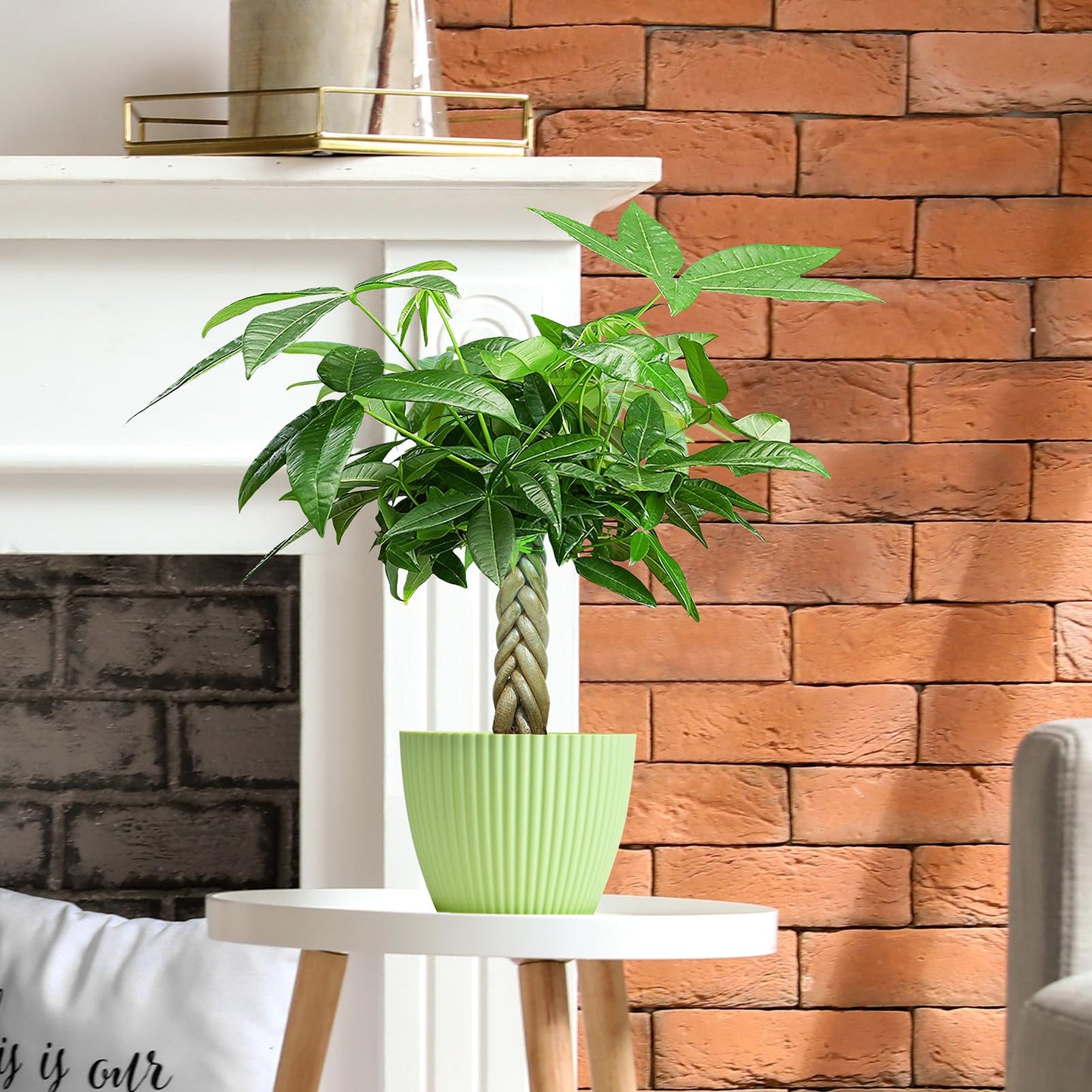 Live Plants Money Tree in 4" Green Plastic Pot, Easy to Grow Houseplant, Indoor Bonsai, Home Office Decor, Birthday Housewarming Gift